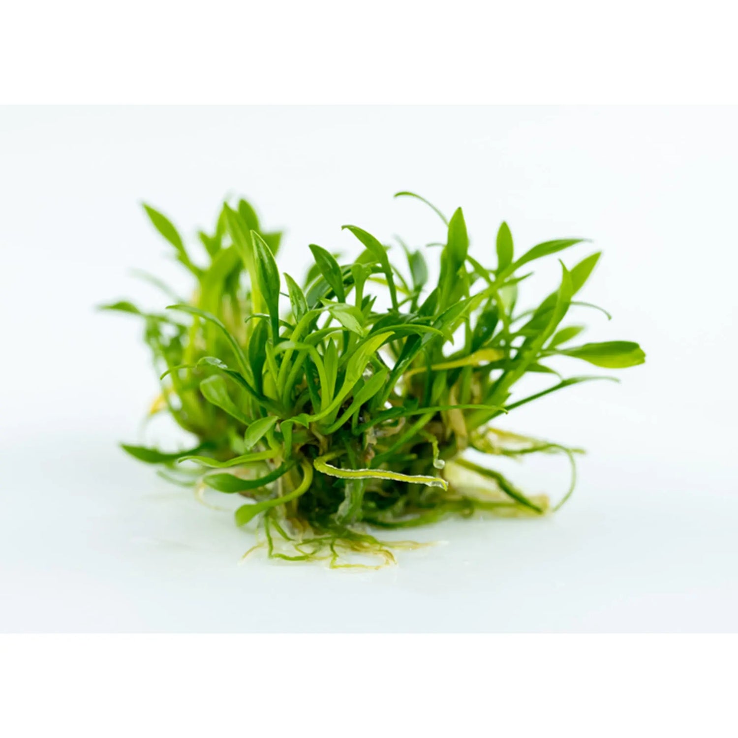 Tropica Cryptocoryne parva 1-2-GROW! - Aqua Essentials