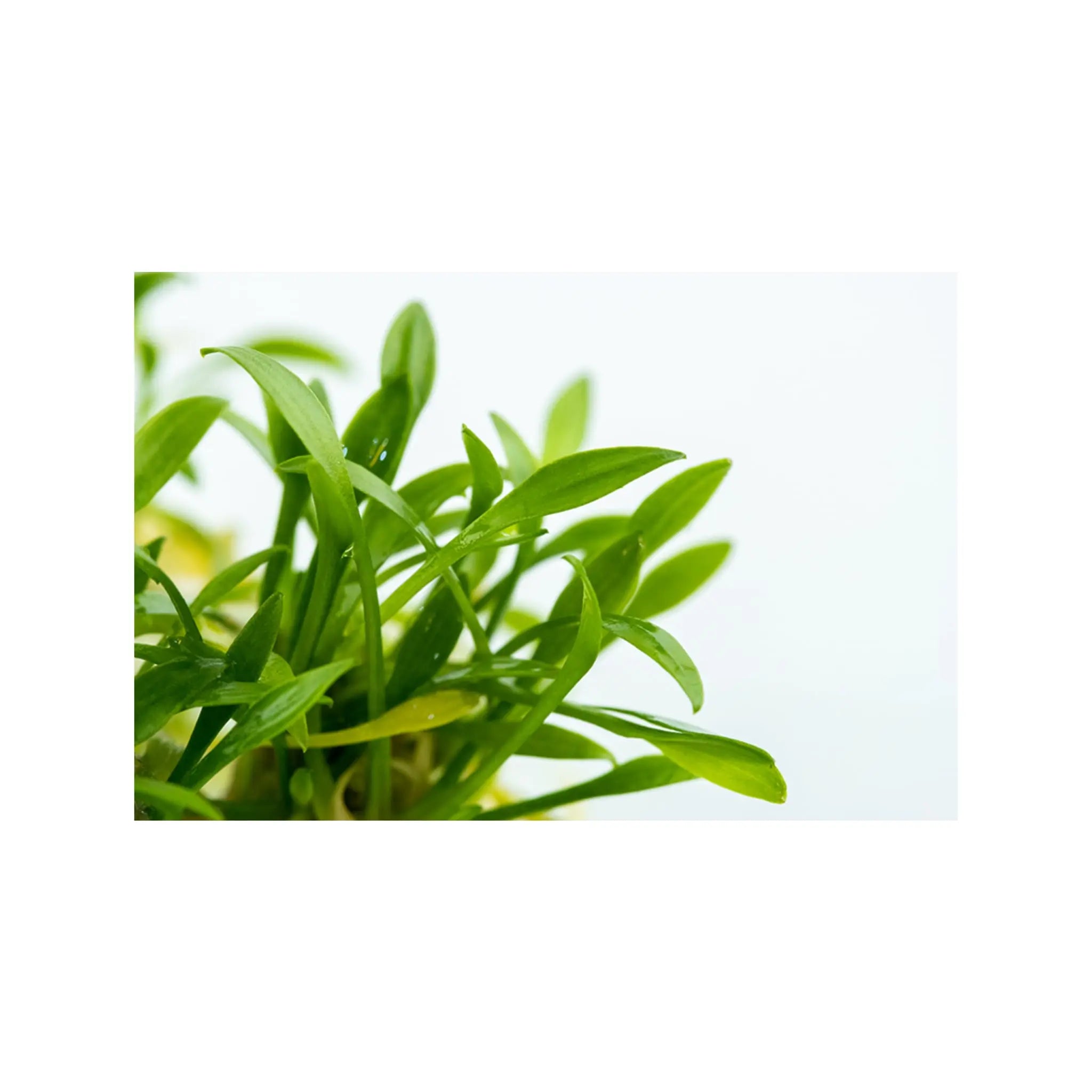 Tropica Cryptocoryne parva 1-2-GROW! - Aqua Essentials
