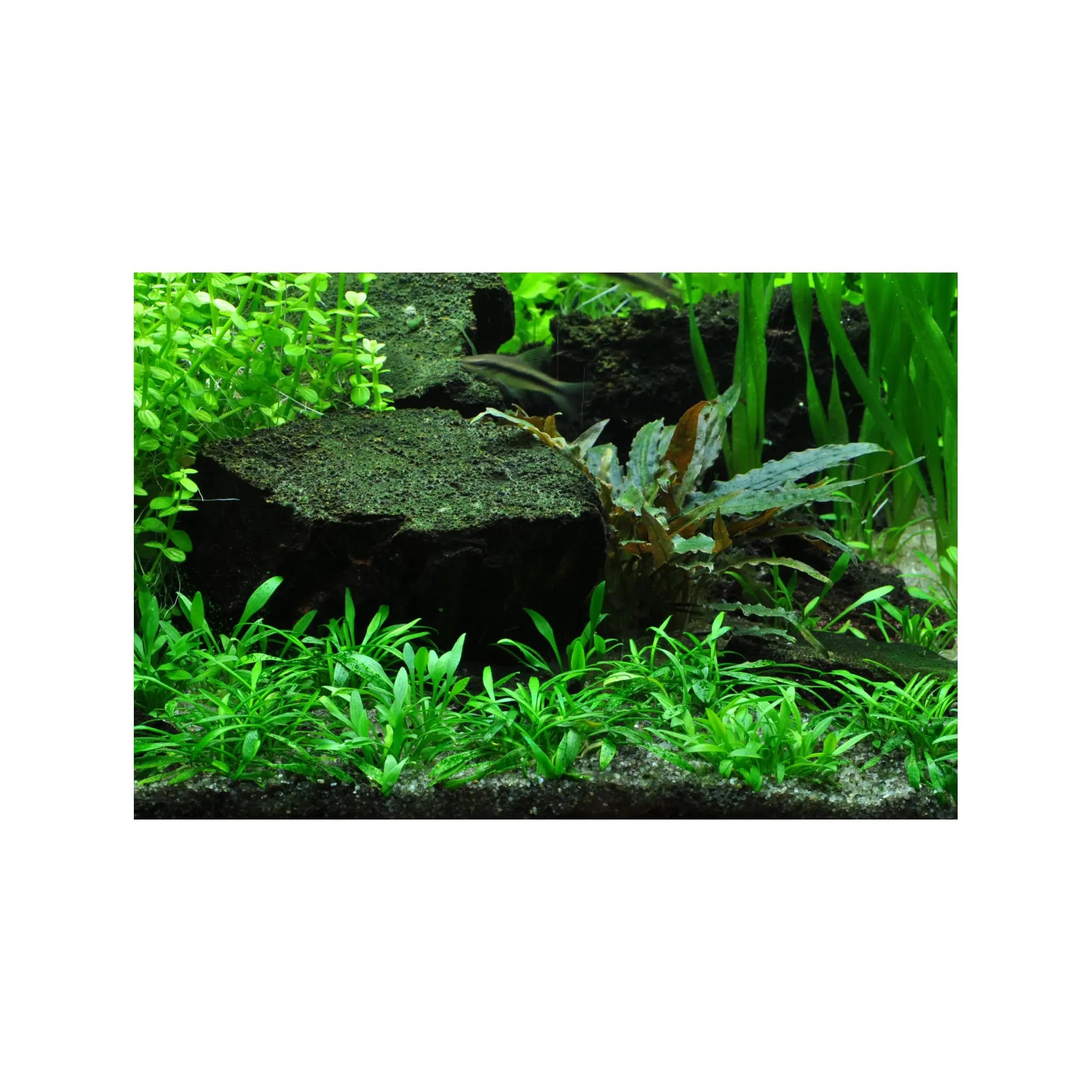 Tropica Cryptocoryne parva 1-2-GROW! - Aqua Essentials