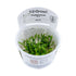 Tropica Cryptocoryne parva 1-2-GROW! - Aqua Essentials