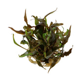Tropica Cryptocoryne undulata Broad Leaf 1-2-GROW! - Aqua Essentials