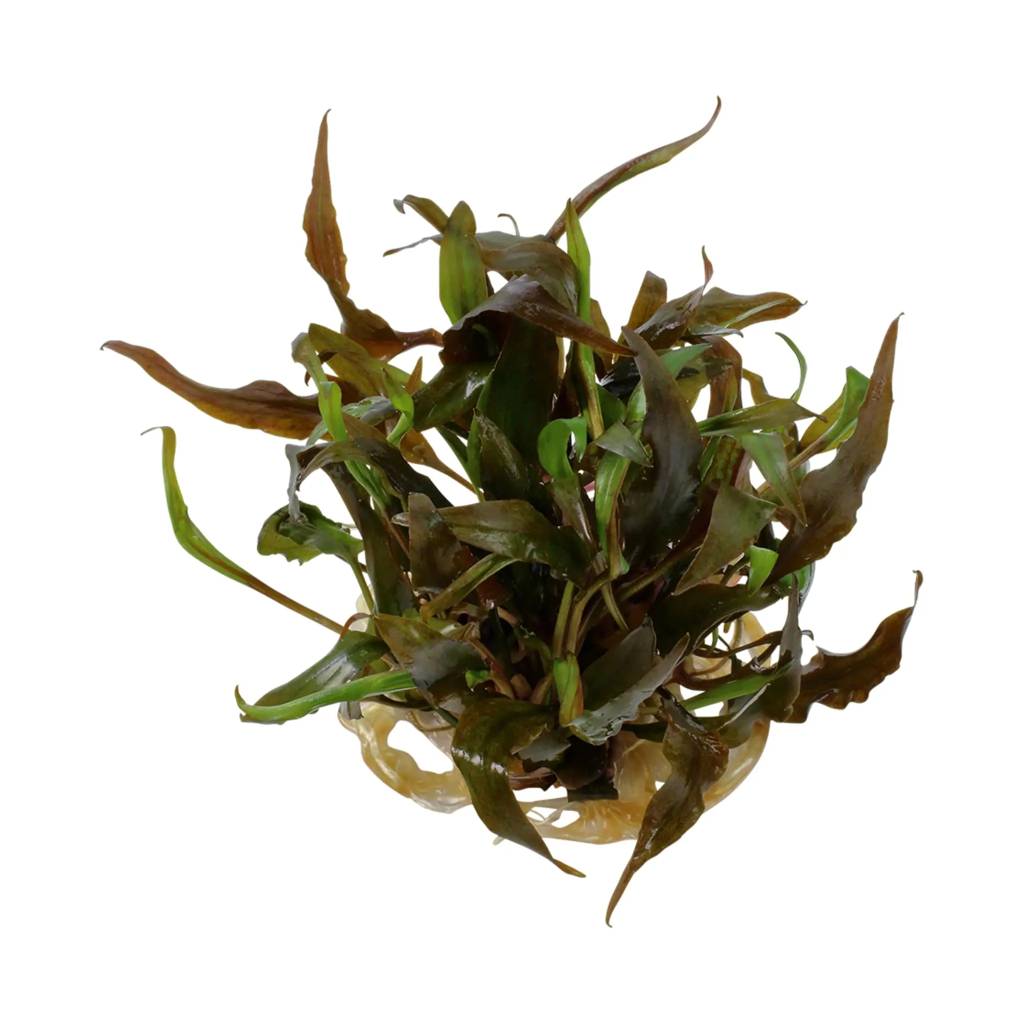 Tropica Cryptocoryne undulata Broad Leaf 1-2-GROW! - Aqua Essentials