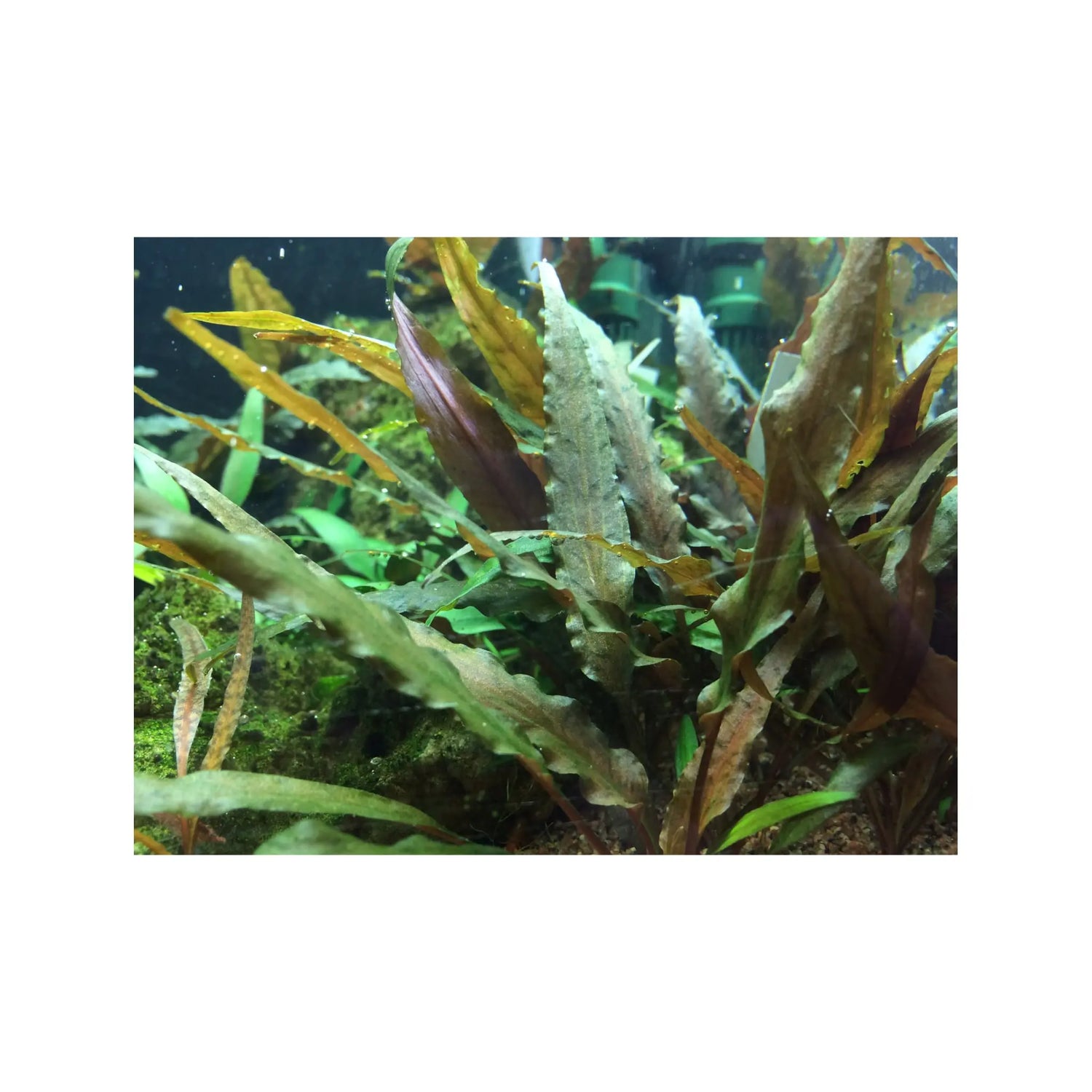 Tropica Cryptocoryne undulata Broad Leaf 1-2-GROW! - Aqua Essentials