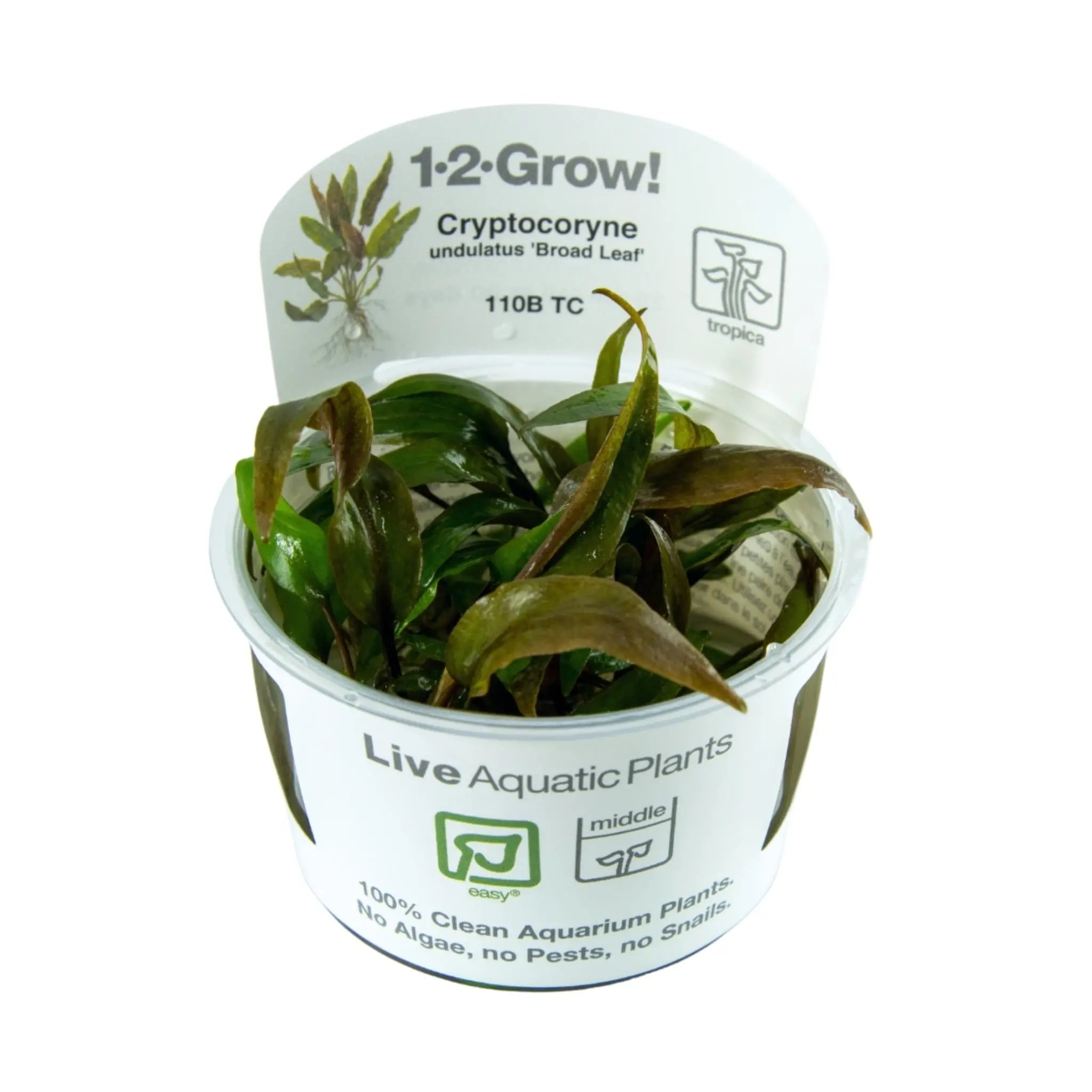 Tropica Cryptocoryne undulata Broad Leaf 1-2-GROW! - Aqua Essentials