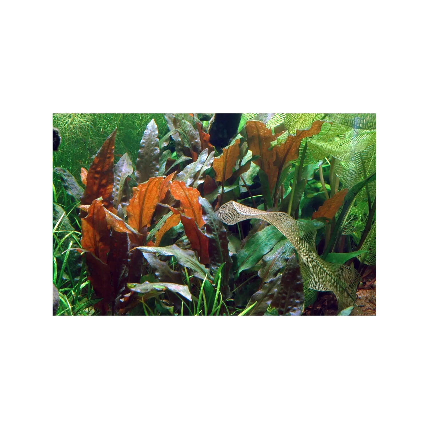 Tropica Cryptocoryne wendtii Mi Oya 1-2-Grow! - Aqua Essentials