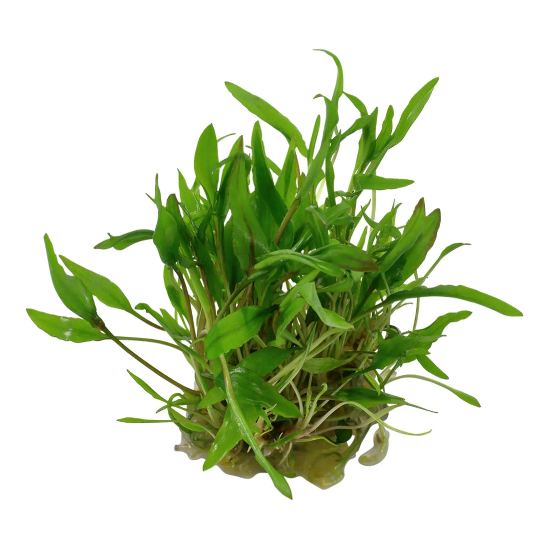 Tropica Cryptocoryne wendtii &