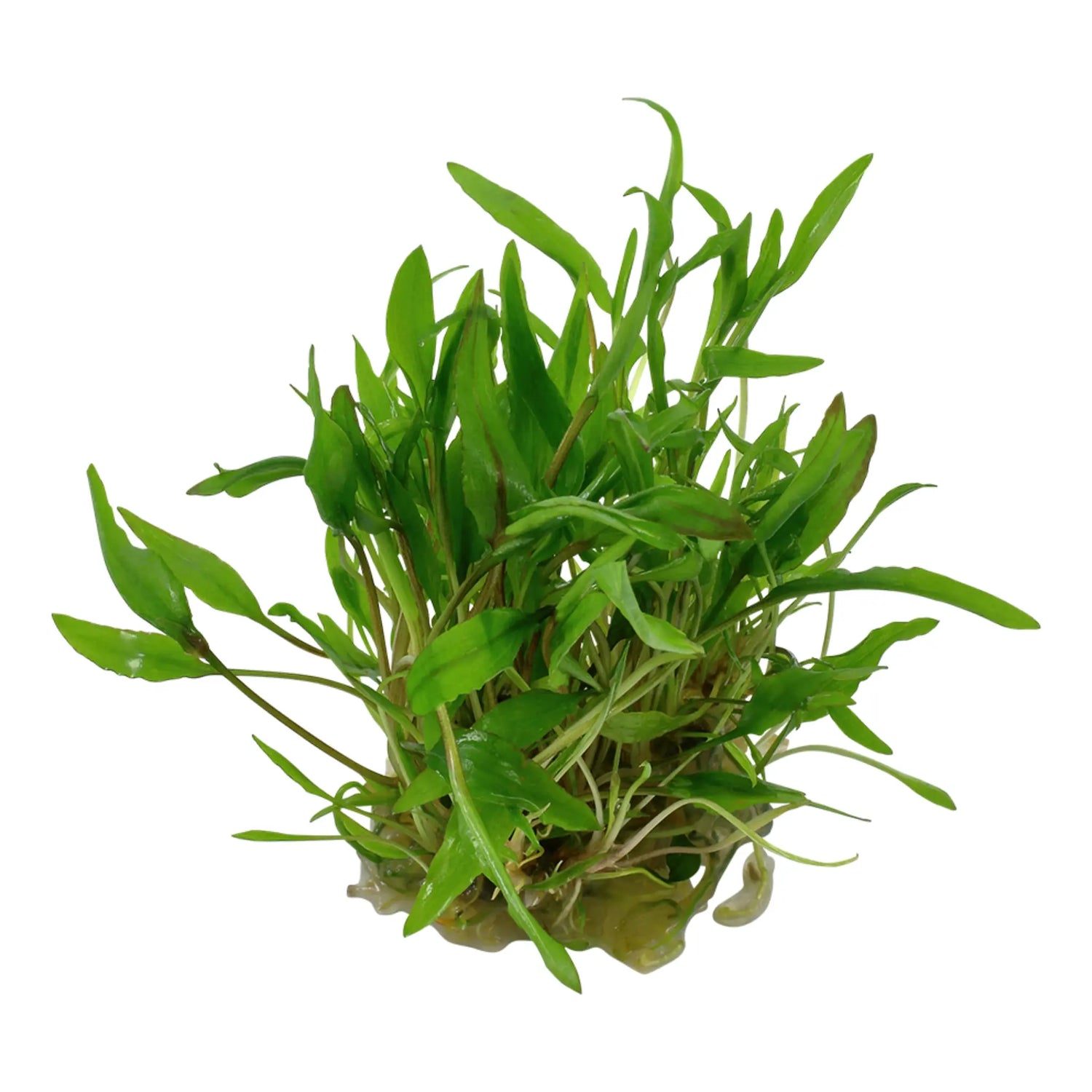 Tropica Cryptocoryne wendtii &