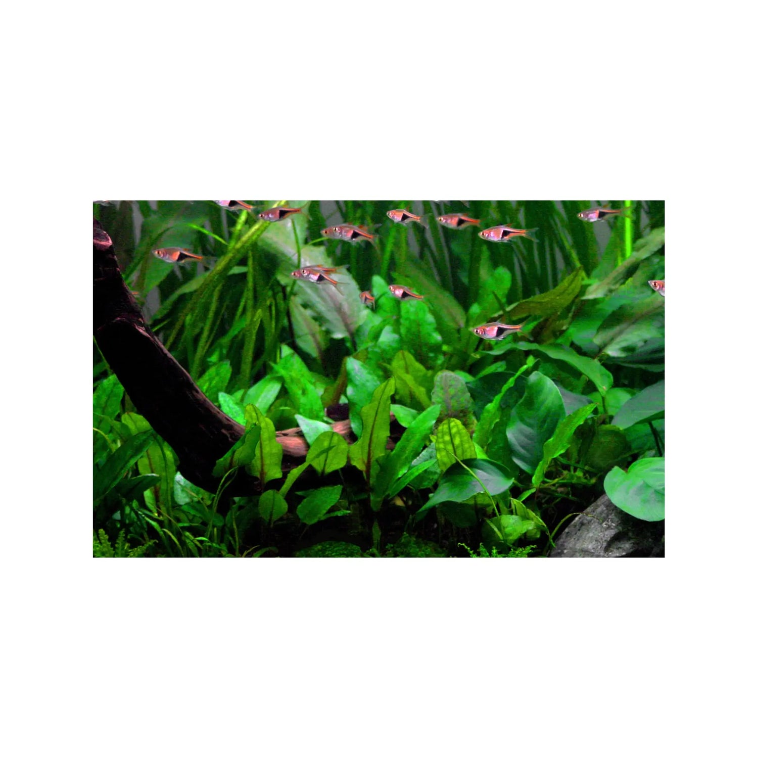 Tropica Cryptocoryne wendtii &