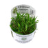 Tropica Cryptocoryne wendtii &