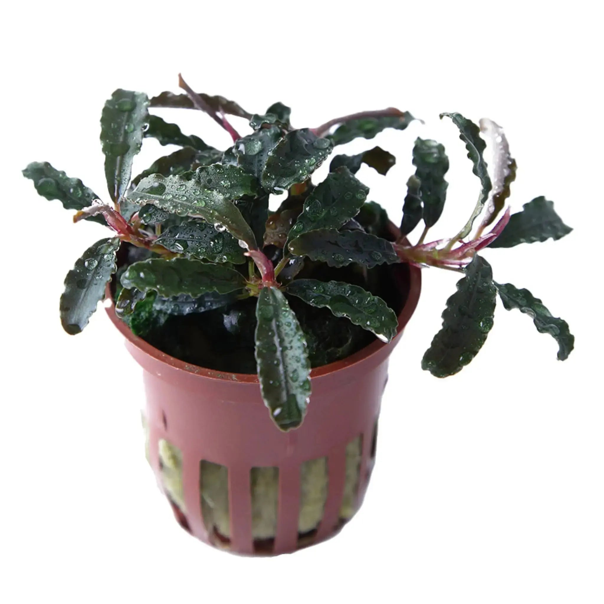 Tropica Easy Grow Bundle Aqua Essentials