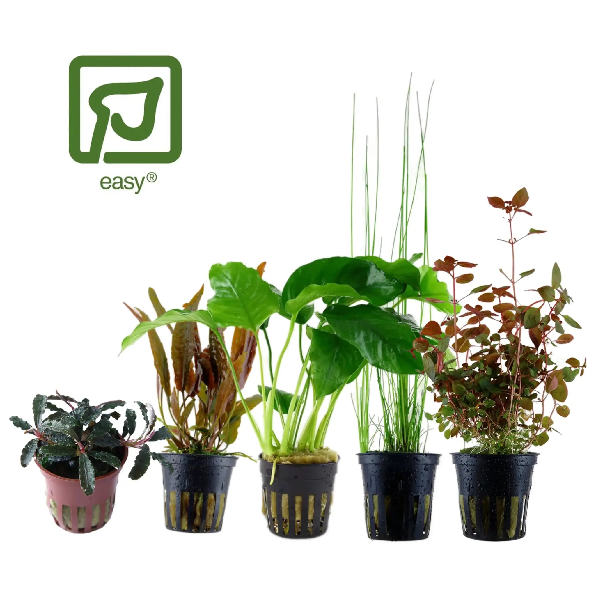 Easiest aquarium plants best sale