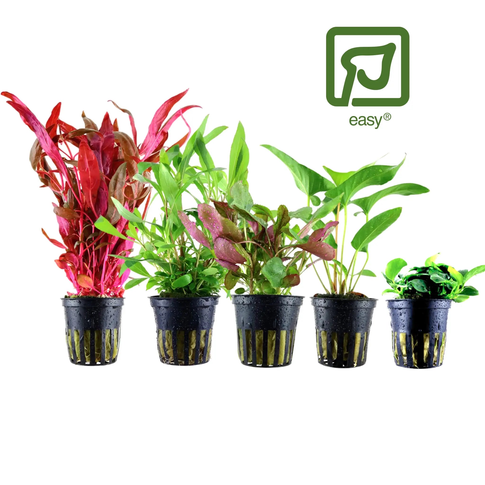 Tropica Easy Growing Aquarium Plants Bundle - 5 Plants, Easy to Grow Aqua Essentials