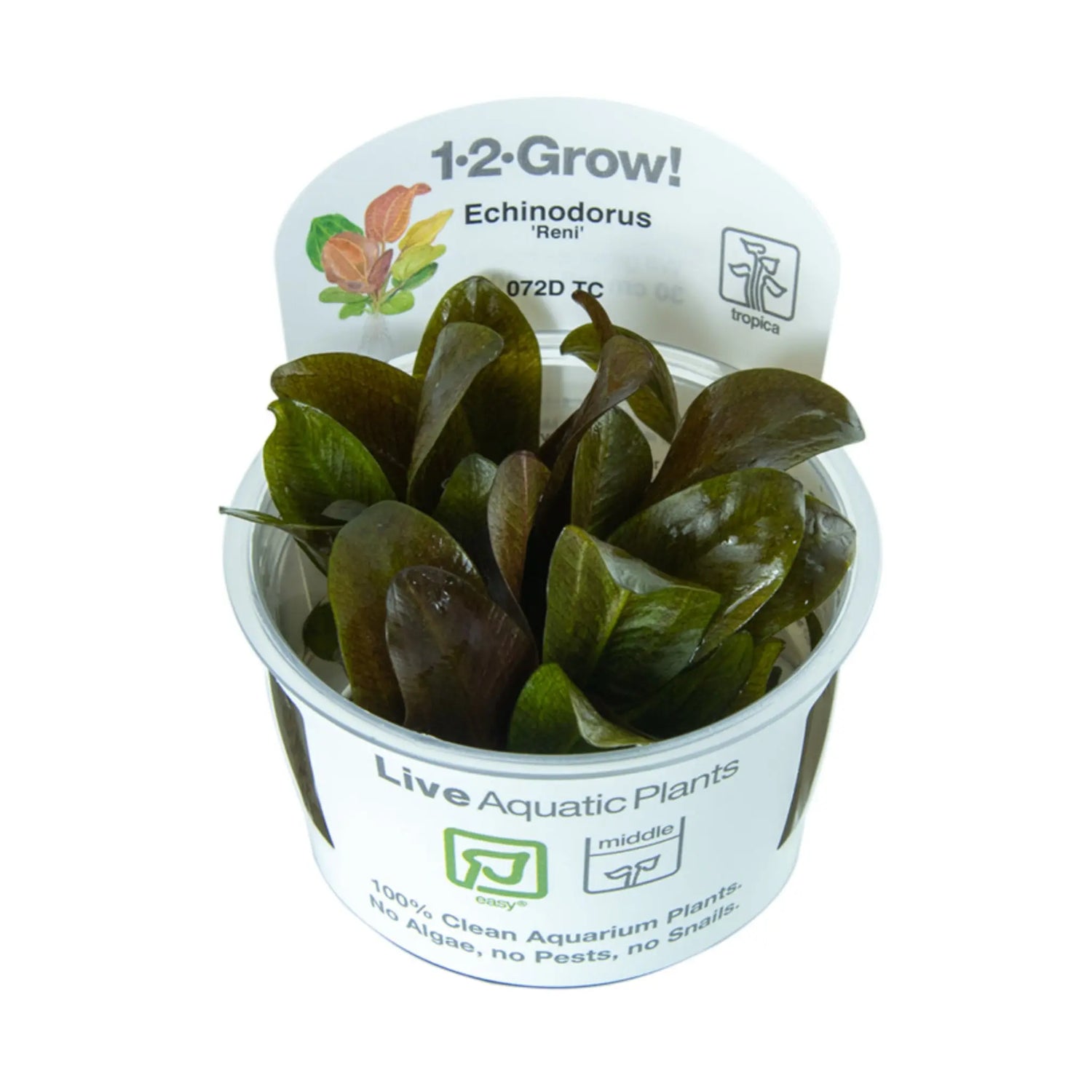 Tropica Echinodorus reni 1-2-GROW! - Aqua Essentials