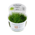 Tropica Eleocharis pusilla 1-2-GROW! - Aqua Essentials