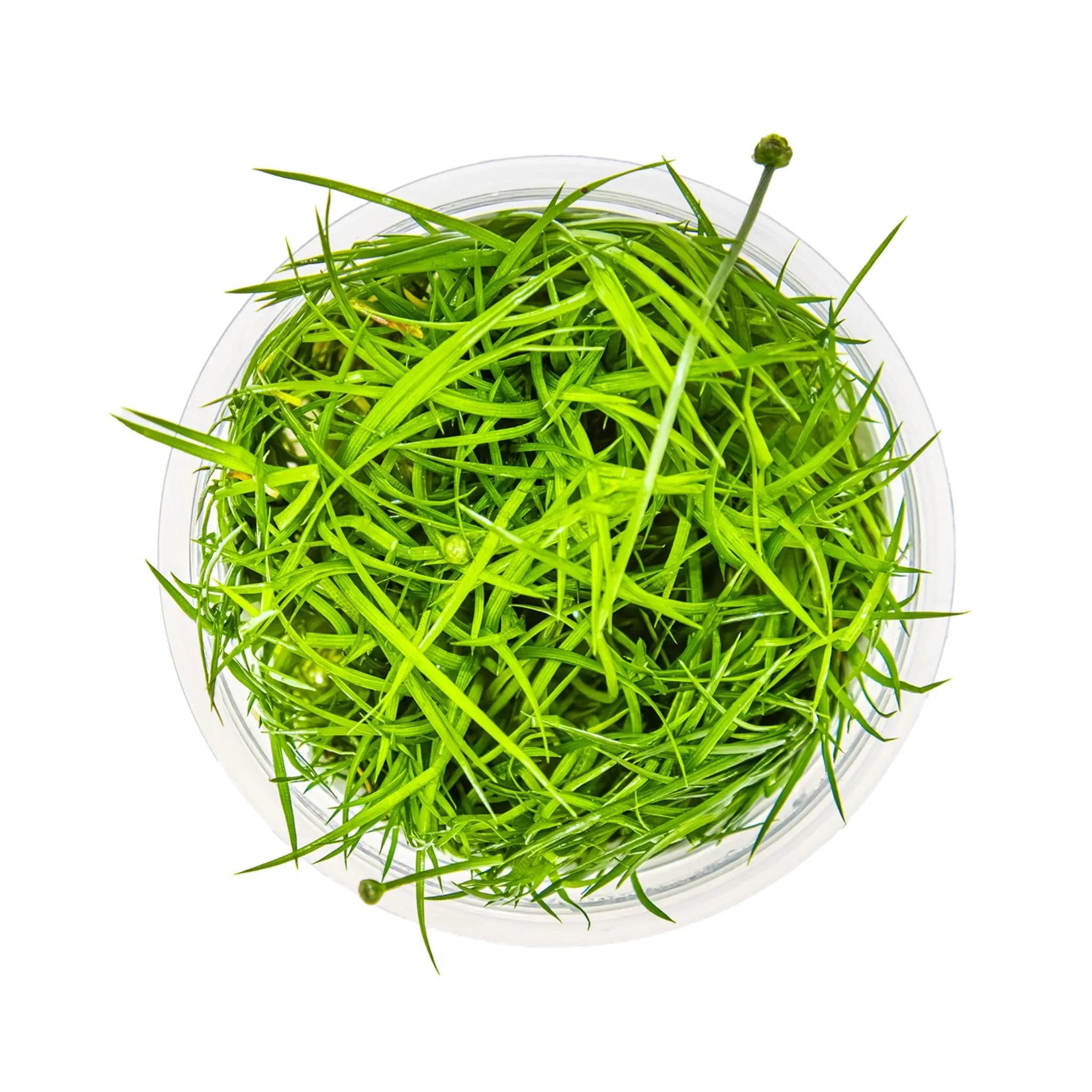 Tropica Eriocaulon Vietnam 1-2-GROW! Tropica