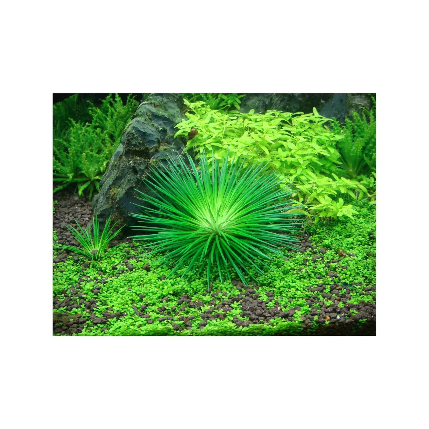 Tropica Eriocaulon cinereum 1-2-GROW! - Aqua Essentials