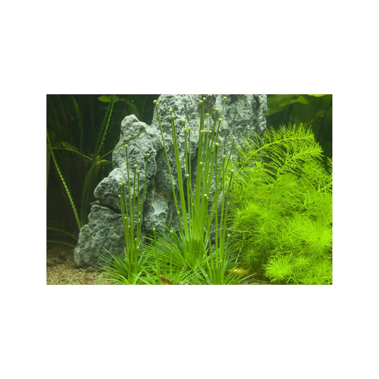 Tropica Eriocaulon cinereum 1-2-GROW! - Aqua Essentials