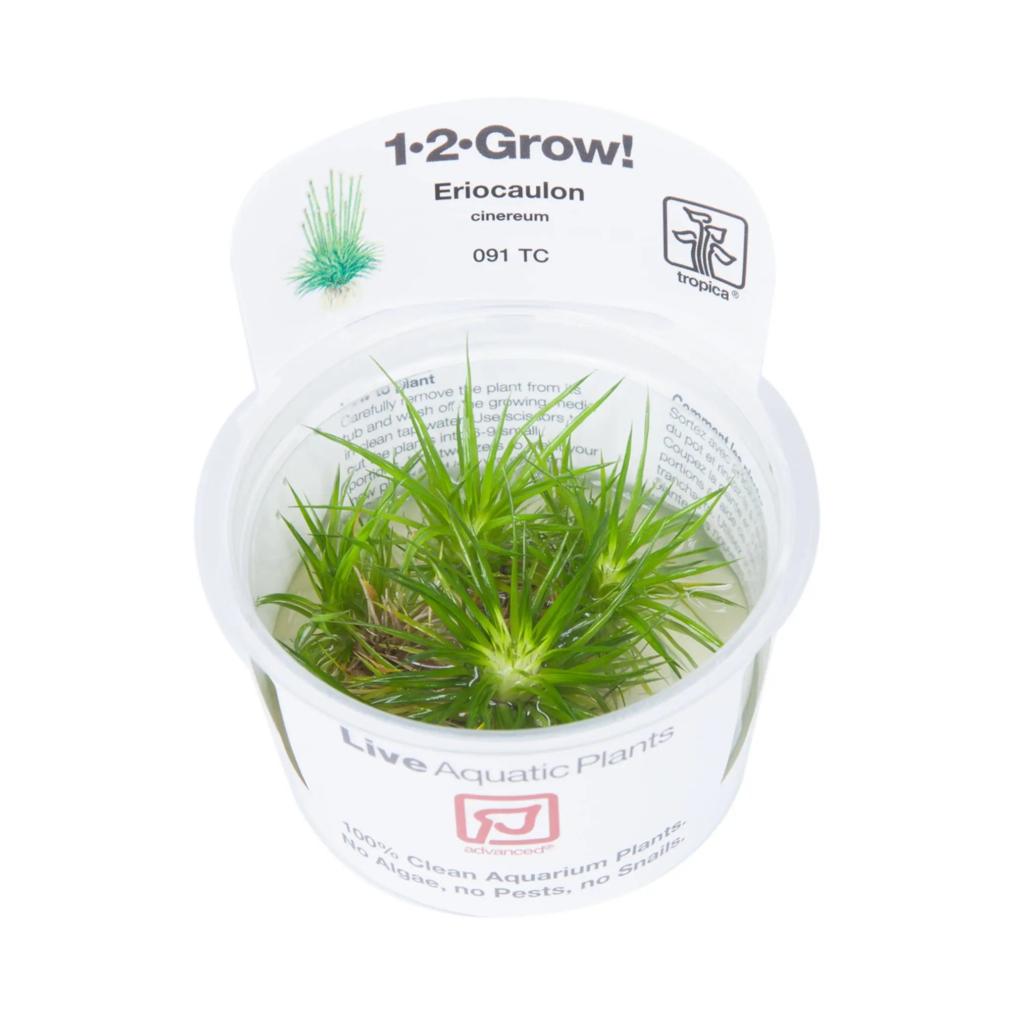 Tropica Eriocaulon cinereum 1-2-GROW! - Aqua Essentials