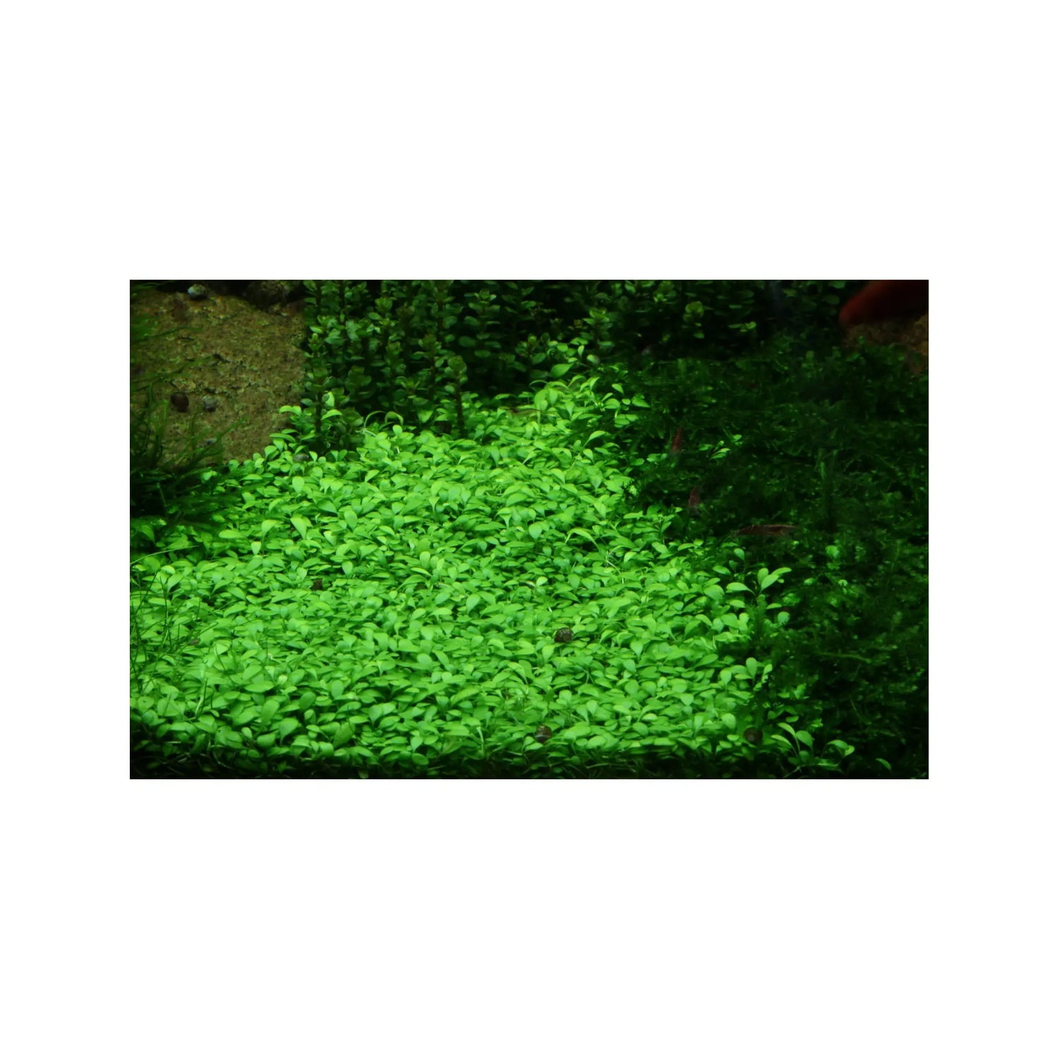 Tropica Glossostigma elatinoides 1-2-GROW! - Aqua Essentials