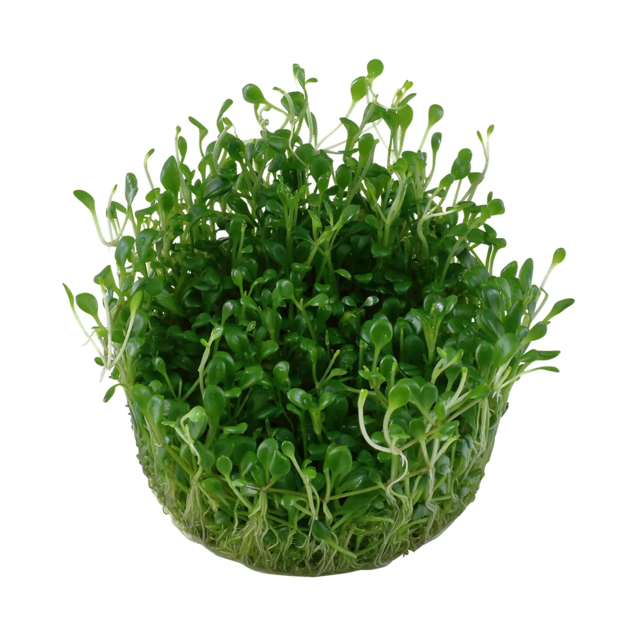 Tropica Glossostigma elatinoides 1-2-GROW! - Aqua Essentials