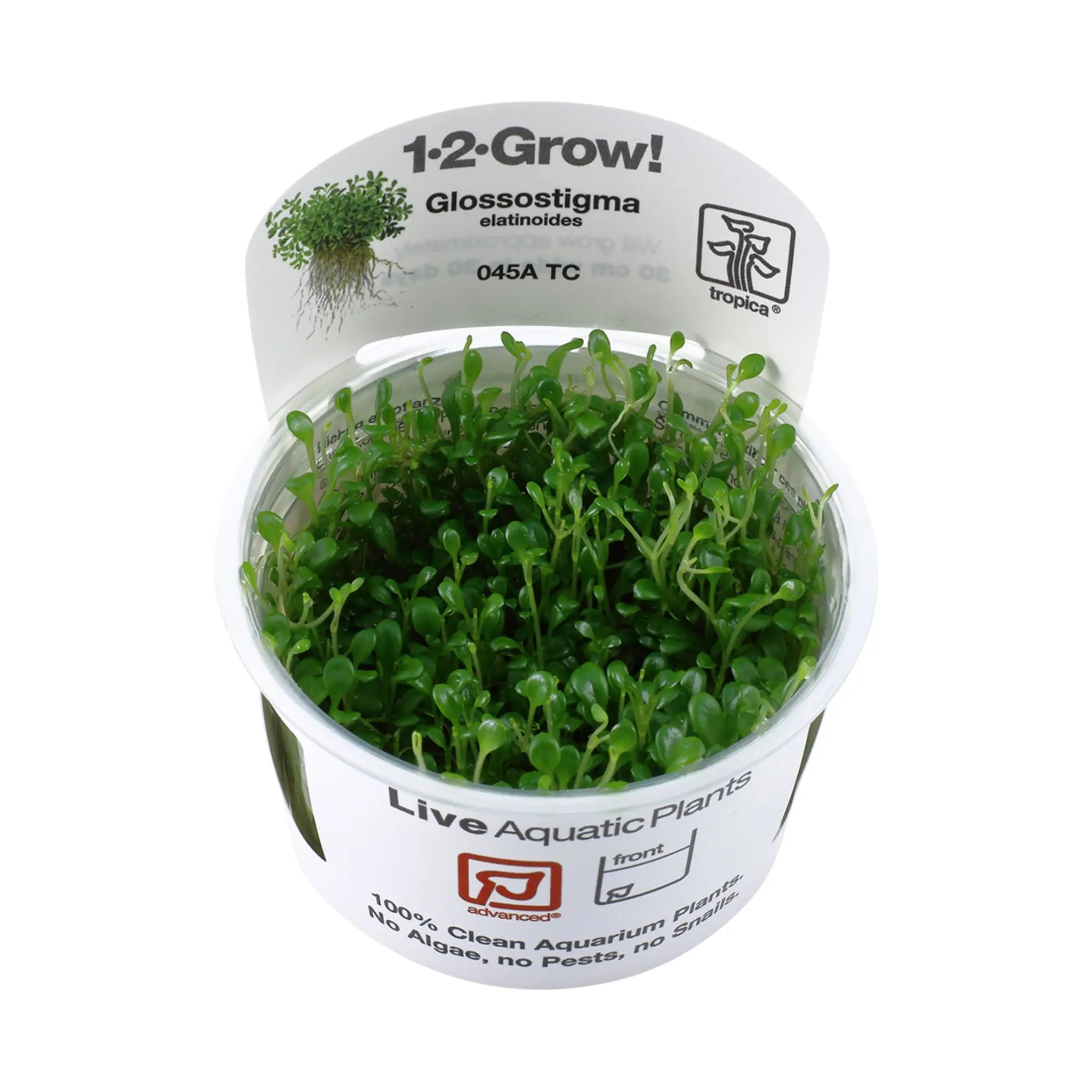 Tropica Glossostigma elatinoides 1-2-GROW! - Aqua Essentials