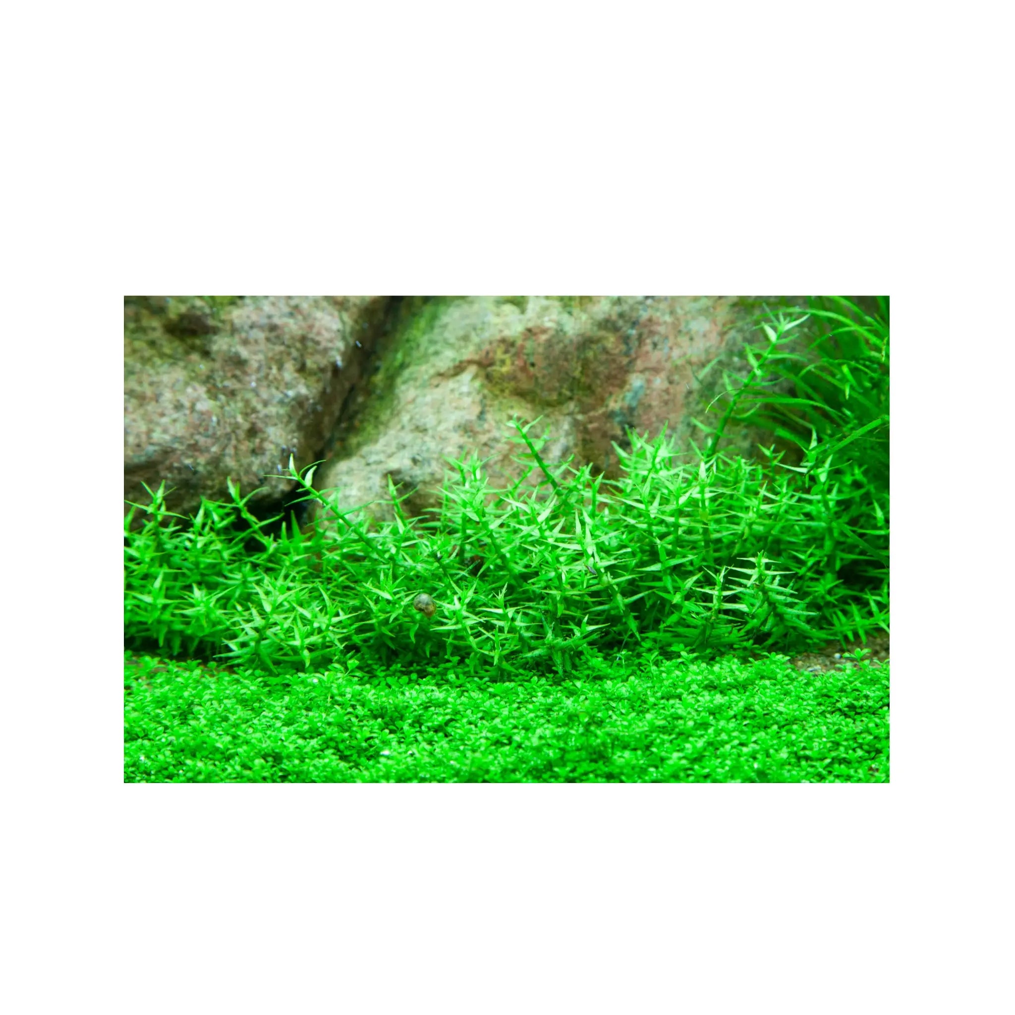 Tropica Gratiola viscidula 1-2-GROW! - Aqua Essentials