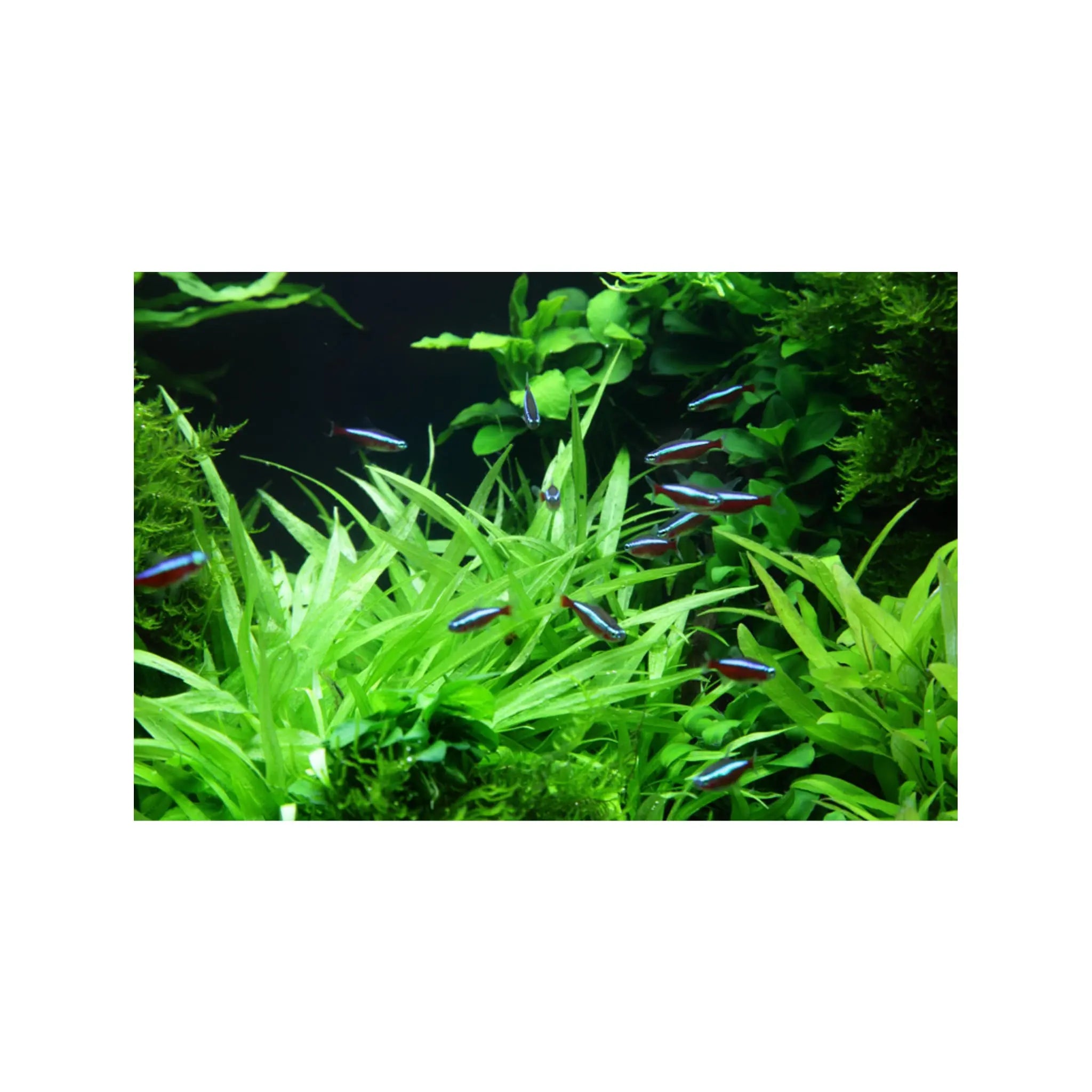 Tropica Helanthium quadricostatus 1-2-GROW! - Aqua Essentials