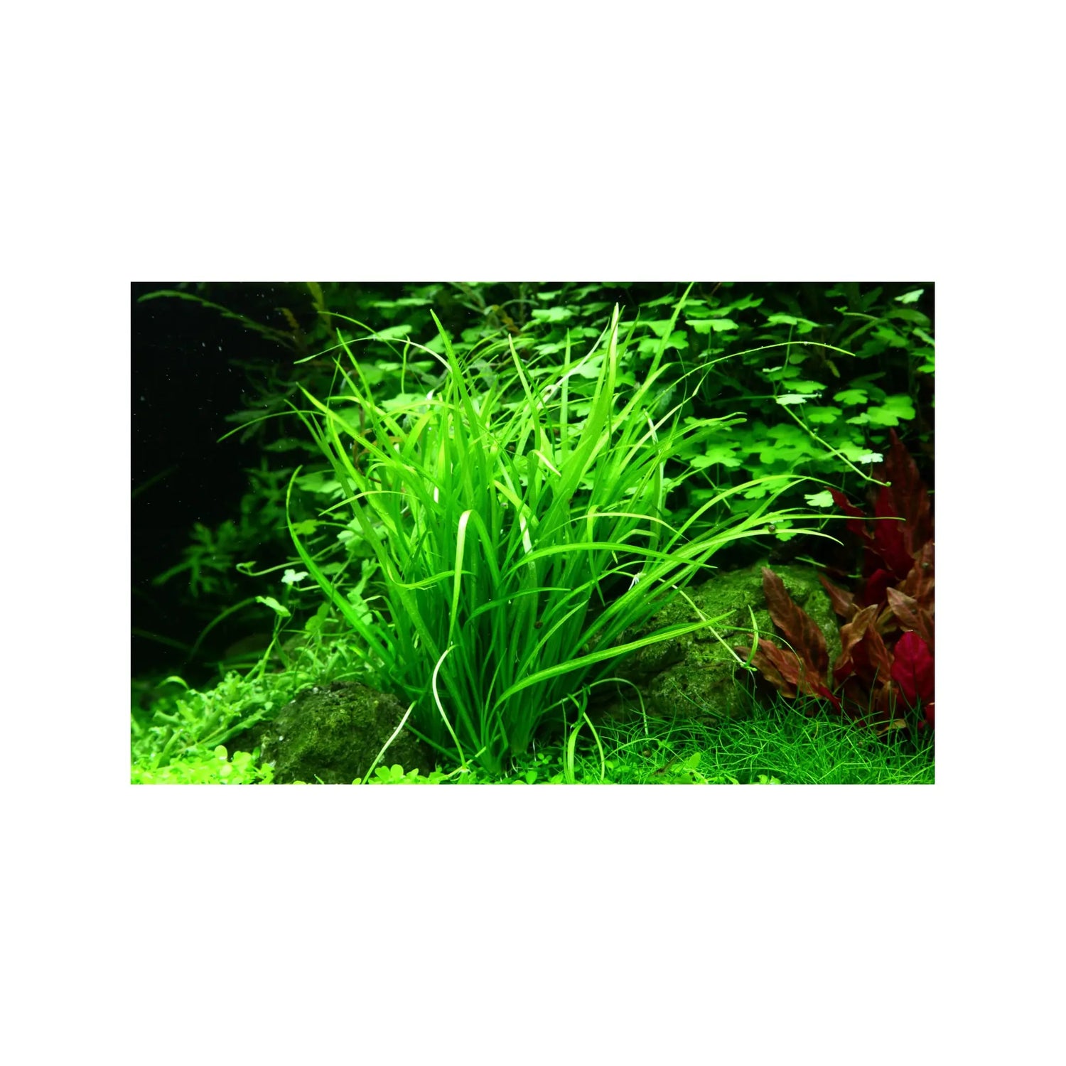 Tropica Helanthium tenellum Green 1-2-GROW! - Aqua Essentials