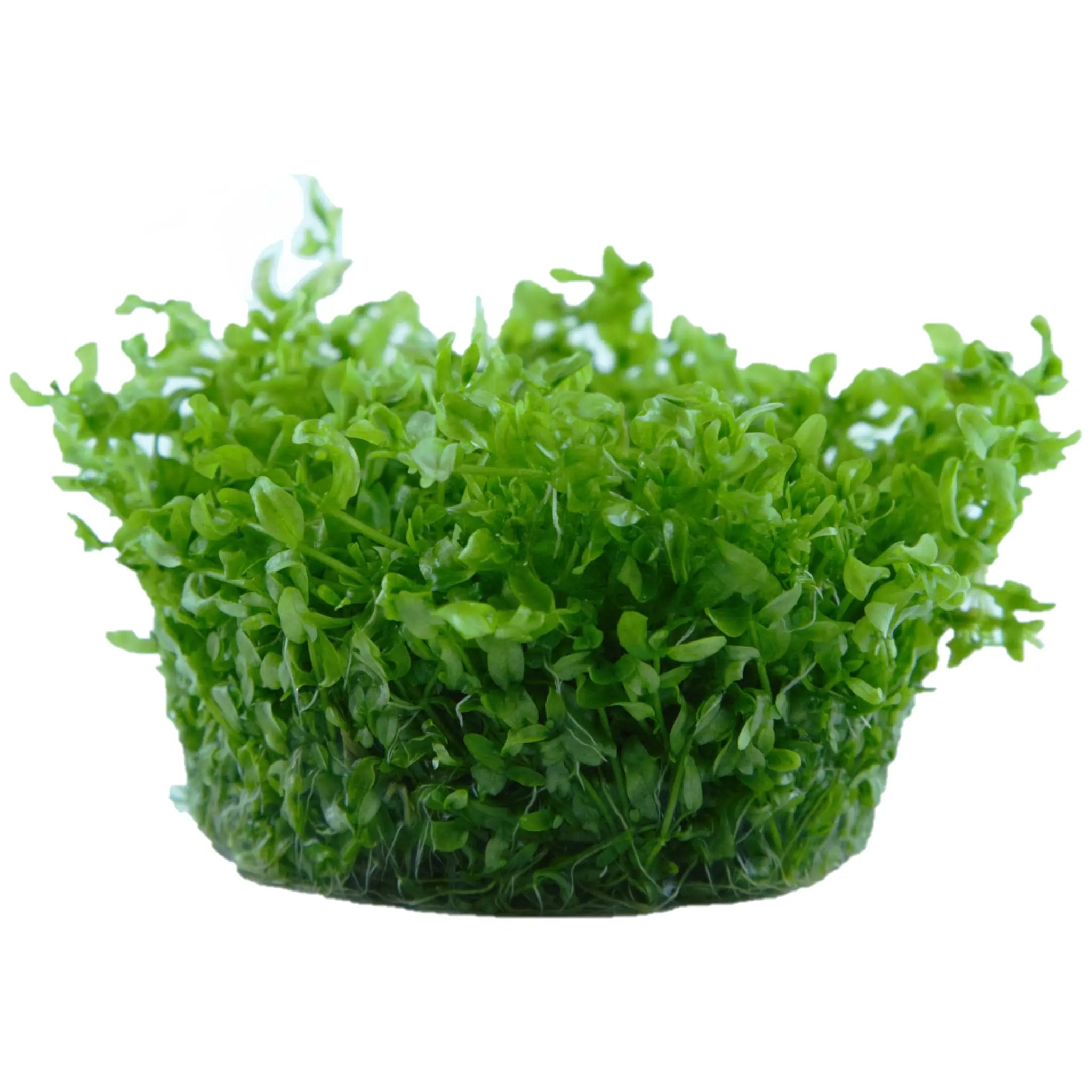 Tropica Hemianthus micranthemoides 1-2-GROW! - Aqua Essentials