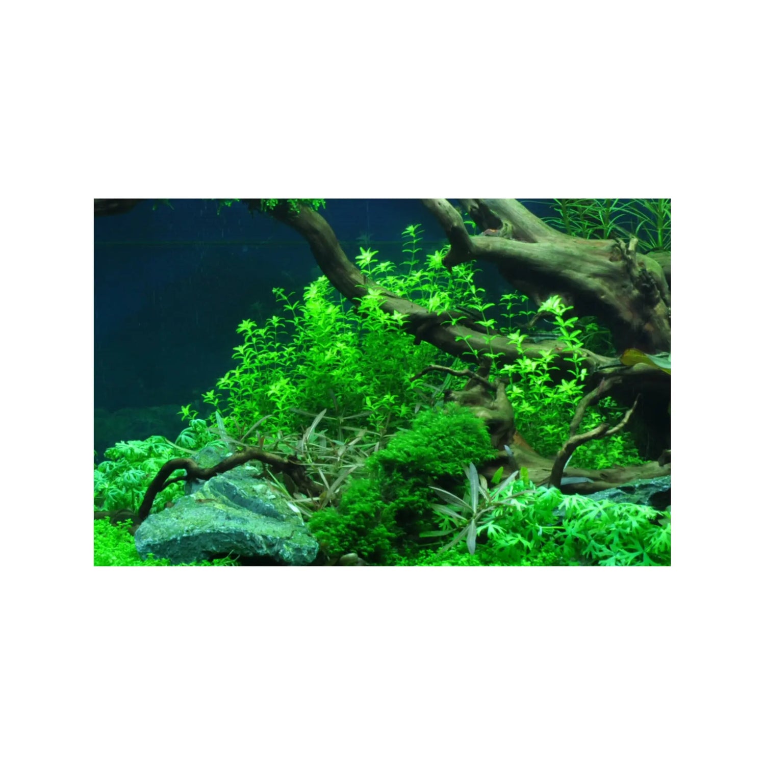 Tropica Hemianthus micranthemoides 1-2-GROW! - Aqua Essentials