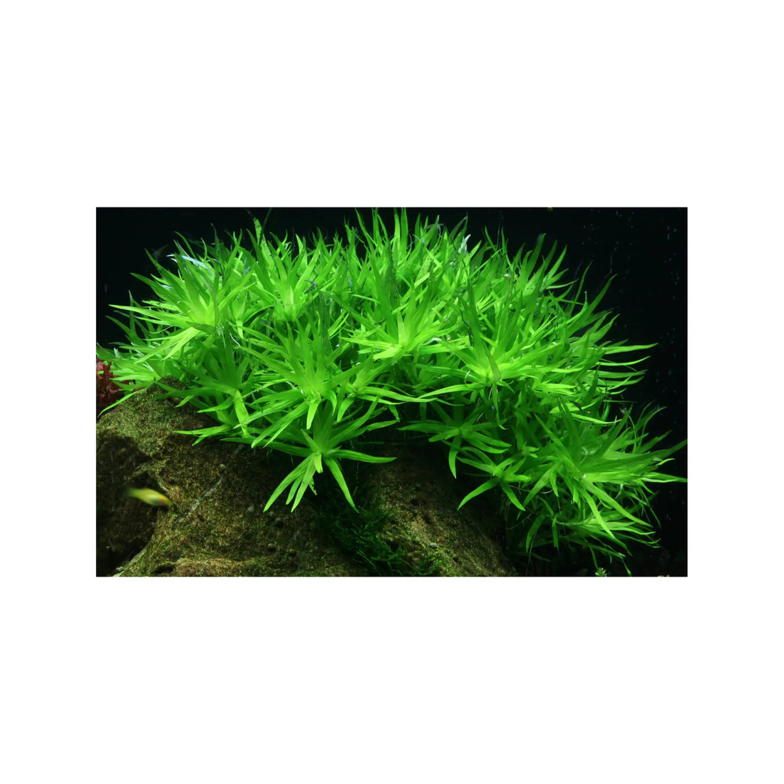 Tropica Heteranthera zosterifolia 1-2-GROW! - Aqua Essentials