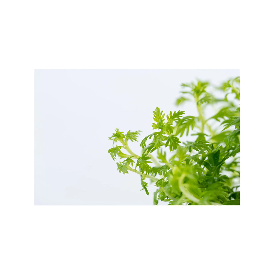 Tropica Hottonia palustris 1-2-GROW! - Aqua Essentials