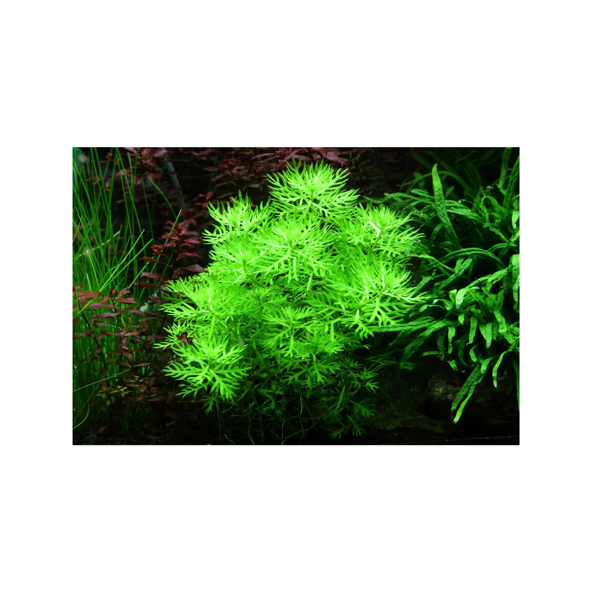 Tropica Hottonia palustris 1-2-GROW! - Aqua Essentials