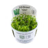 Tropica Hottonia palustris 1-2-GROW! - Aqua Essentials