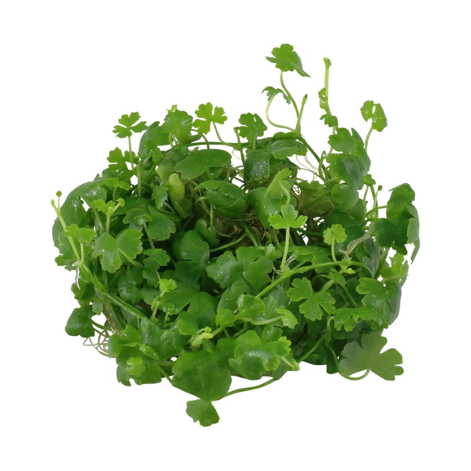 Tropica Hydrocotyle tripartita 1-2-GROW! - Aqua Essentials