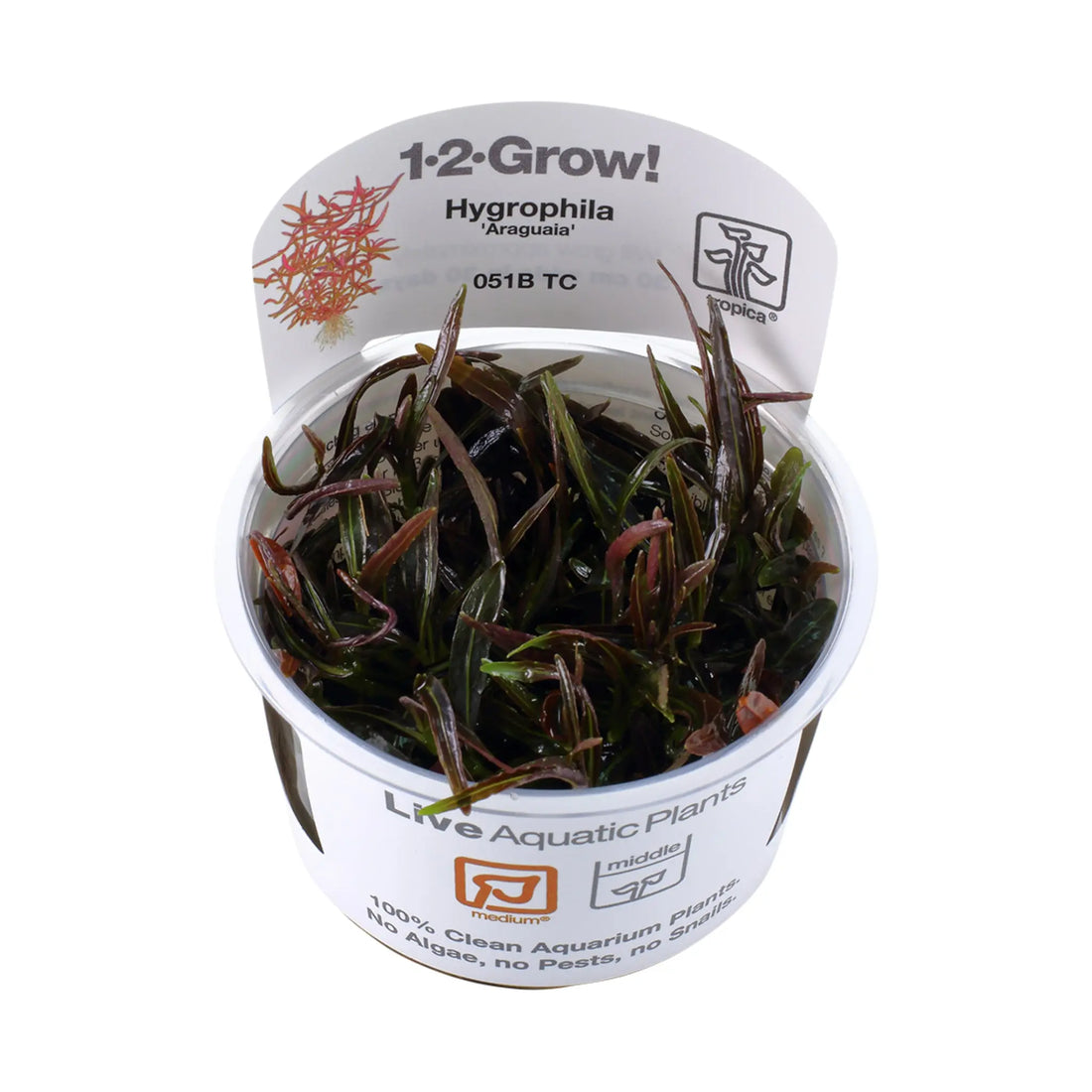 Tropica Hygrophila lancea Araguaia 1-2-GROW! - Aqua Essentials