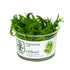 Tropica Hygrophila odora 1-2-GROW Tropica