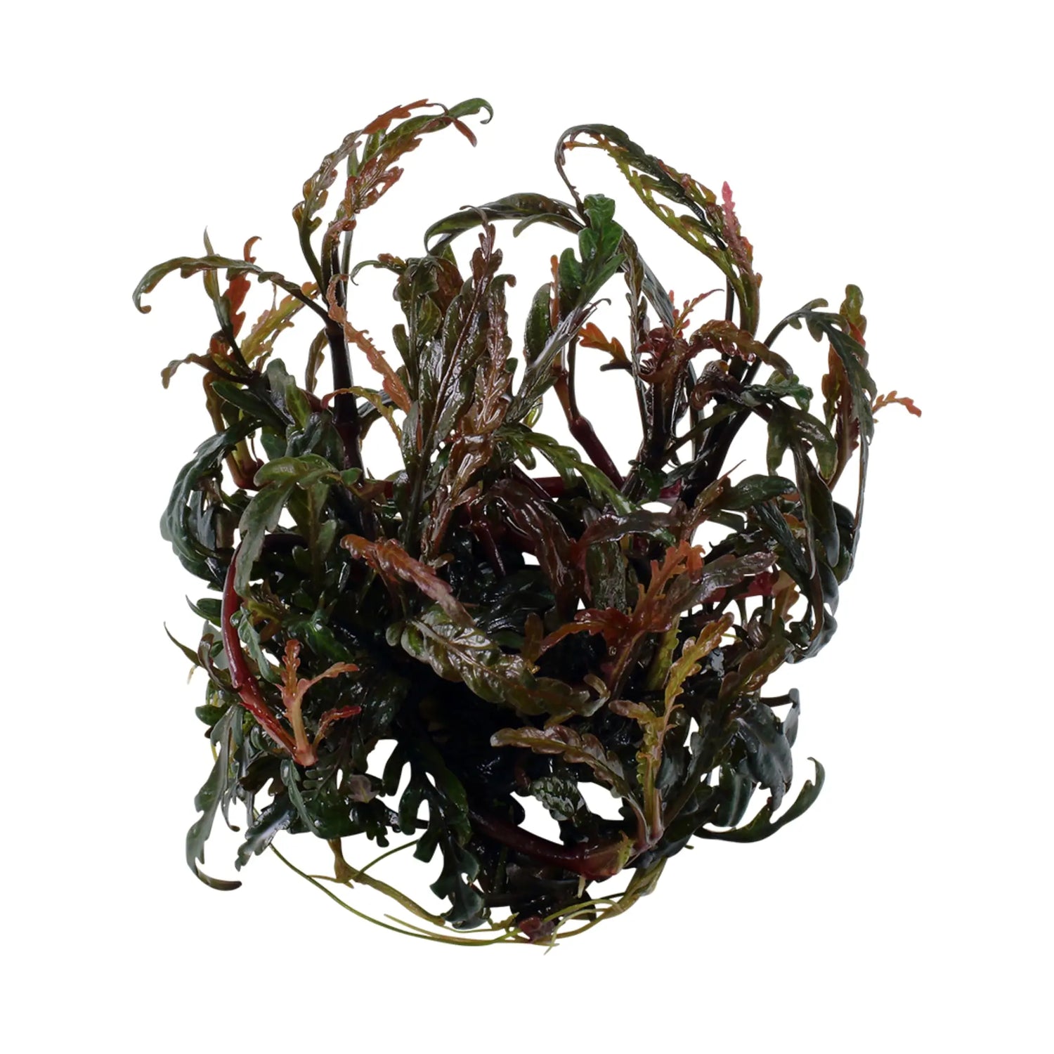 Tropica Hygrophila pinnatifida 1-2-GROW! - Aqua Essentials