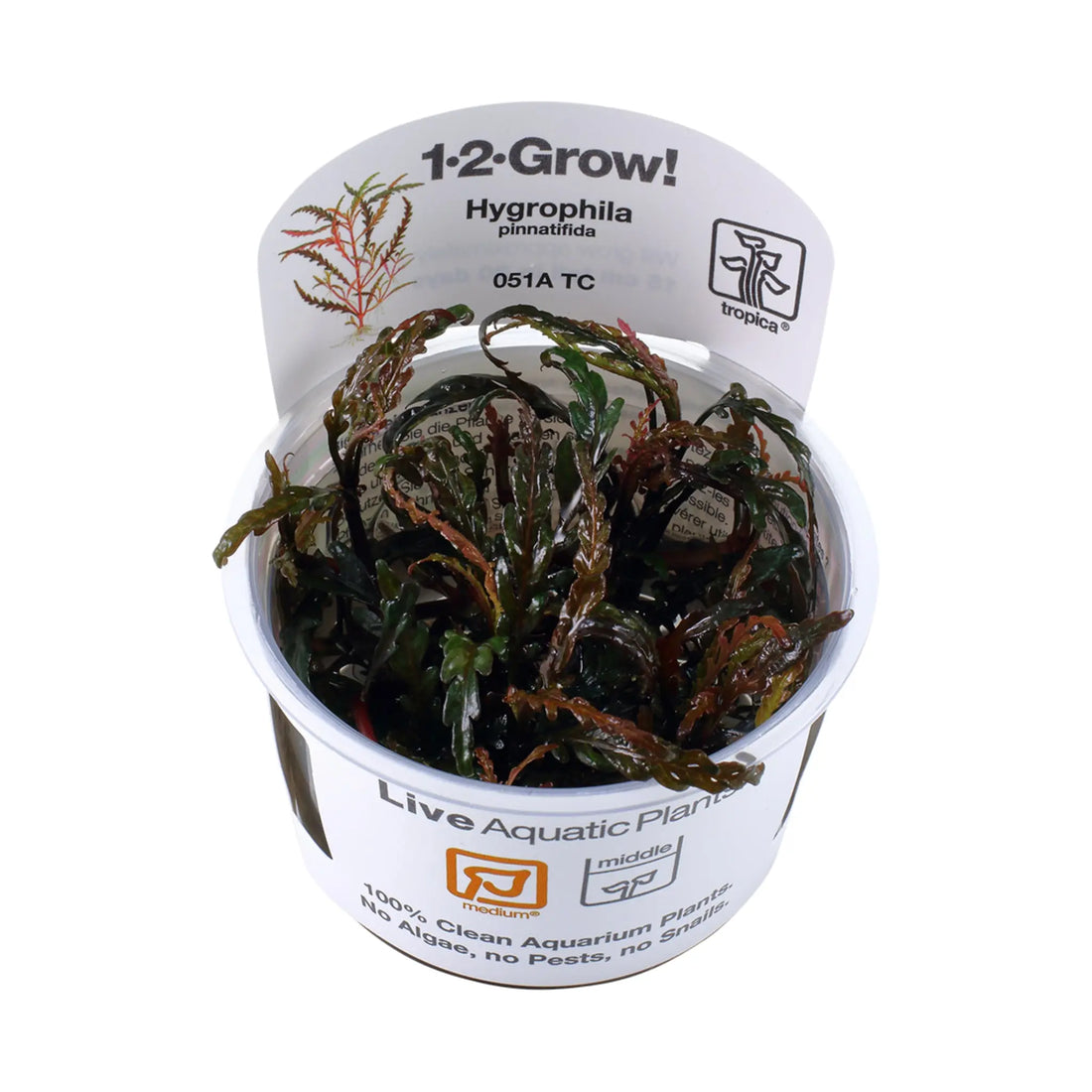 Tropica Hygrophila pinnatifida 1-2-GROW! - Aqua Essentials