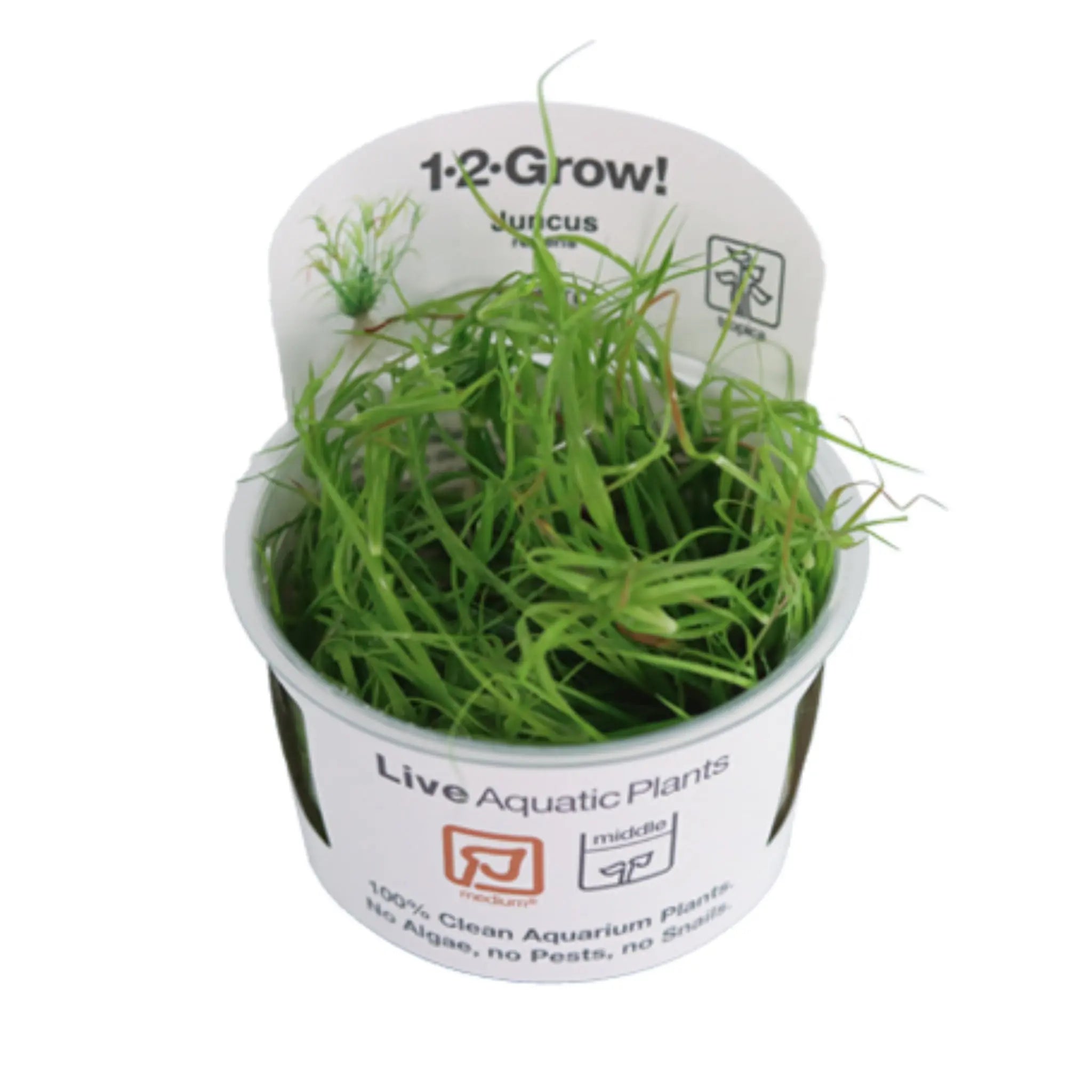 Tropica Juncus repens 1-2-Grow! - Aqua Essentials