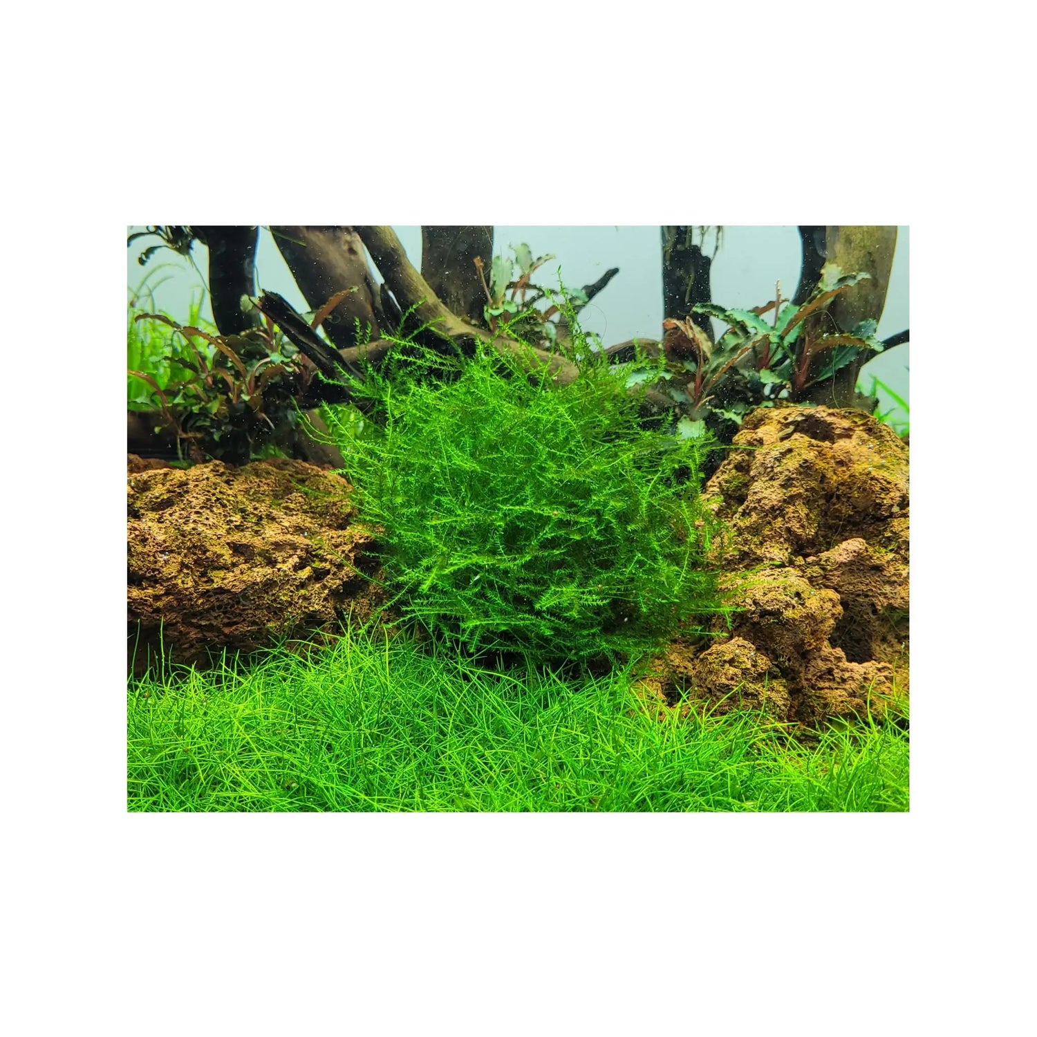 Tropica Leptodictyum riparium 1-2-GROW! - Aqua Essentials