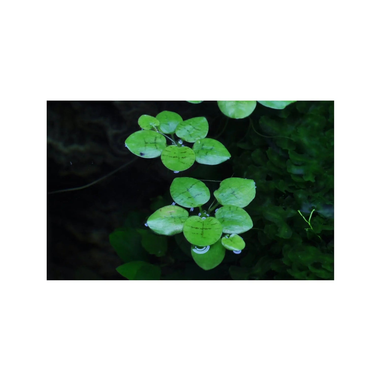 Tropica Limnobium laevigatum 1-2-GROW! (Amazon Frogbit) - Aqua Essentials