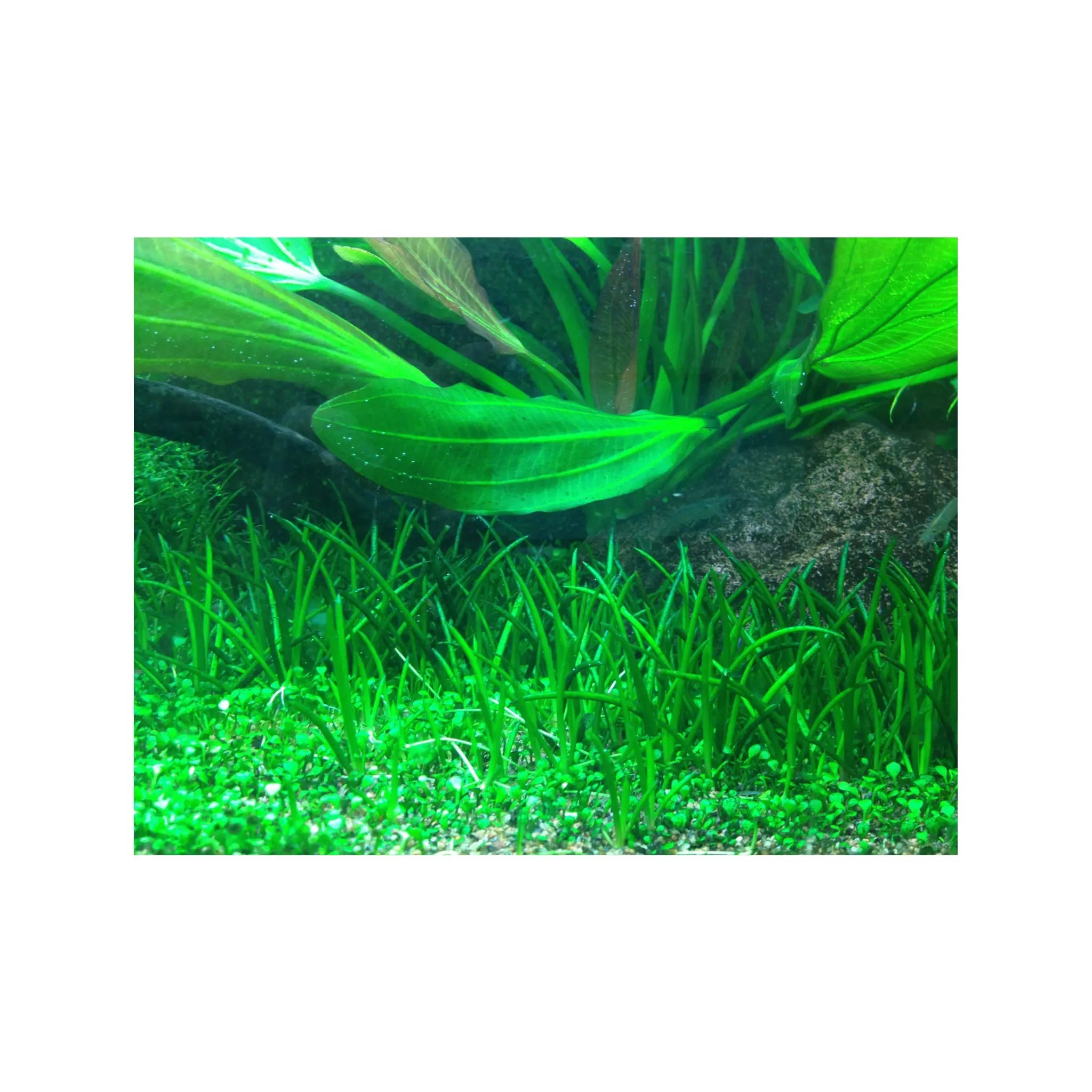 Tropica Littorella uniflora 1-2-GROW! - Aqua Essentials