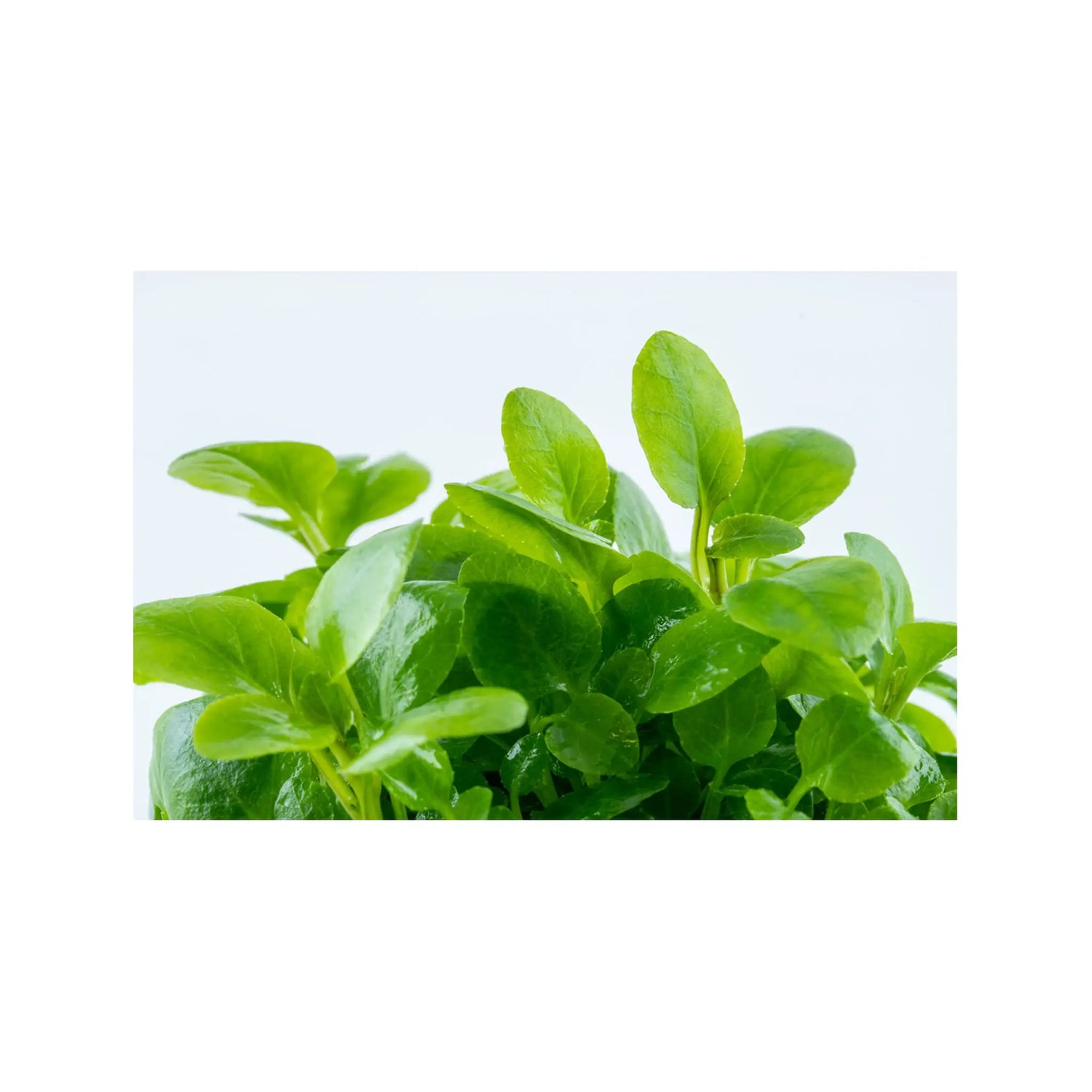 Tropica Lobelia cardinalis Mini 1-2-GROW! - Aqua Essentials