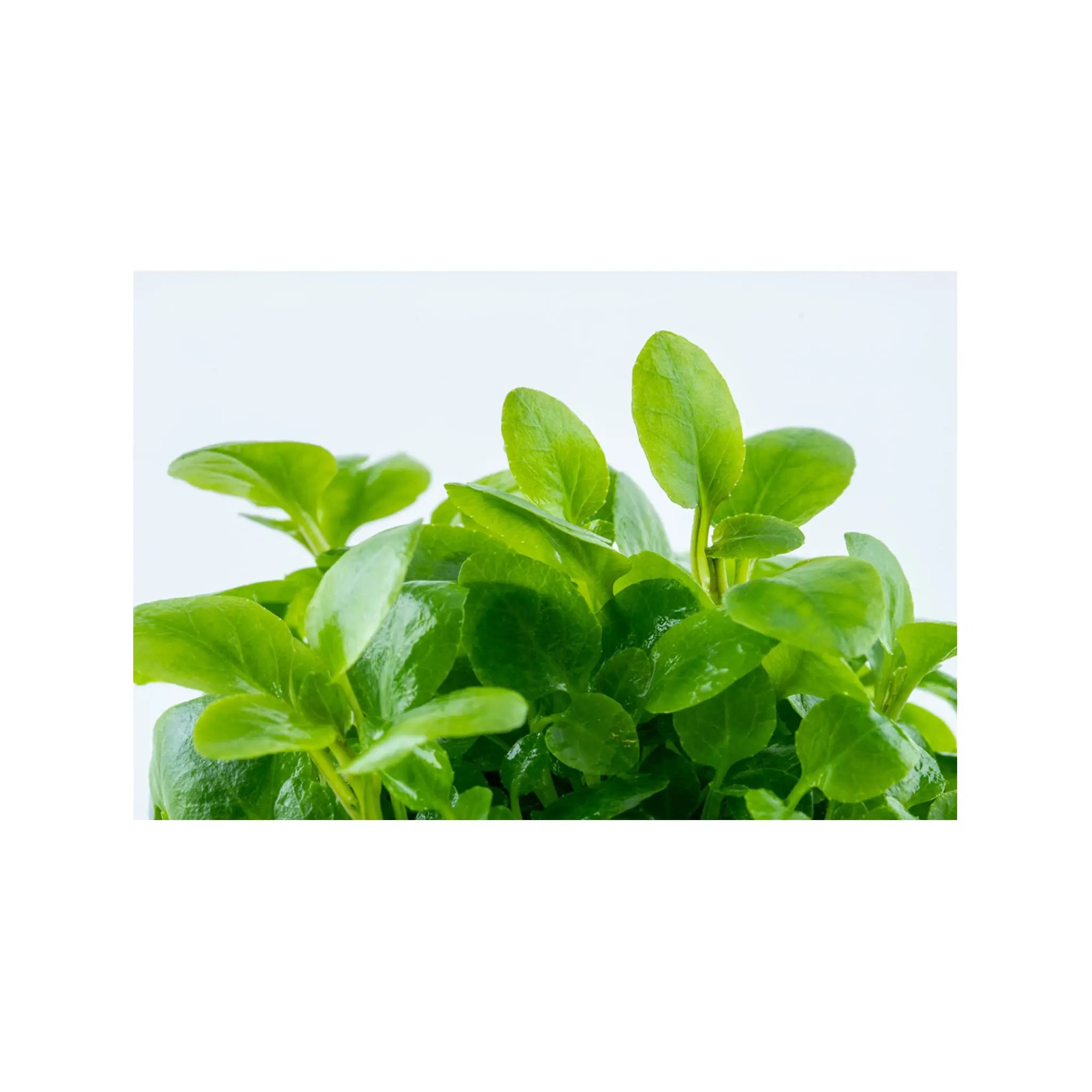 Tropica Lobelia cardinalis Mini 1-2-GROW! - Aqua Essentials