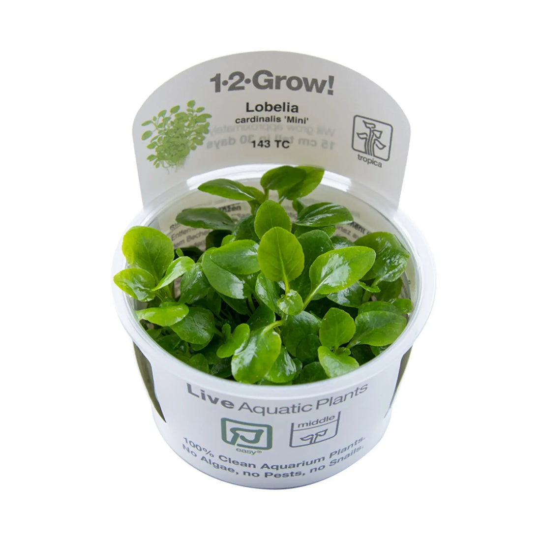 Tropica Lobelia cardinalis Mini 1-2-GROW! - Aqua Essentials