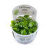 Tropica Lobelia cardinalis Mini 1-2-GROW! - Aqua Essentials
