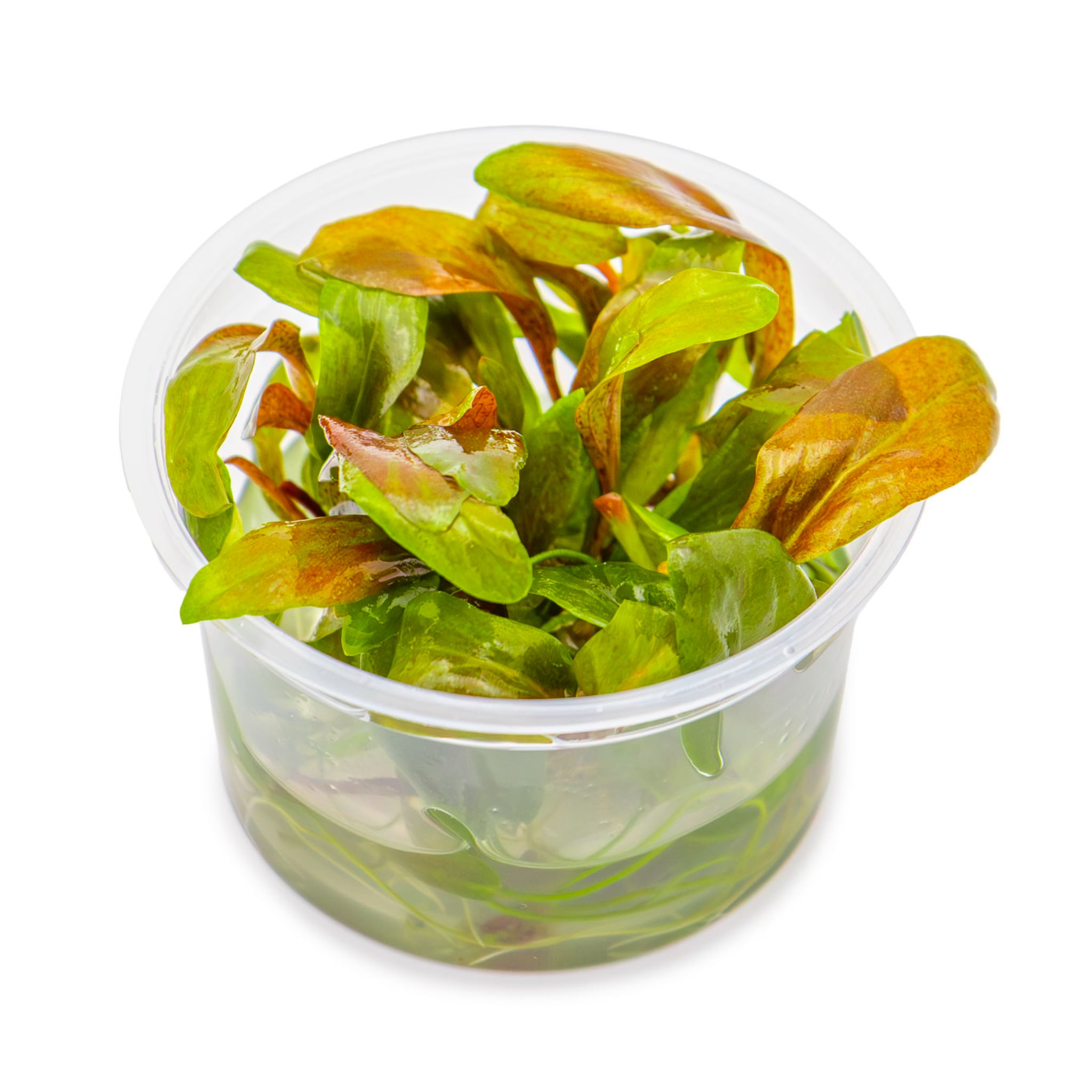 Tropica Lysimachia parvifolia ‘Red’ 1-2-GROW!