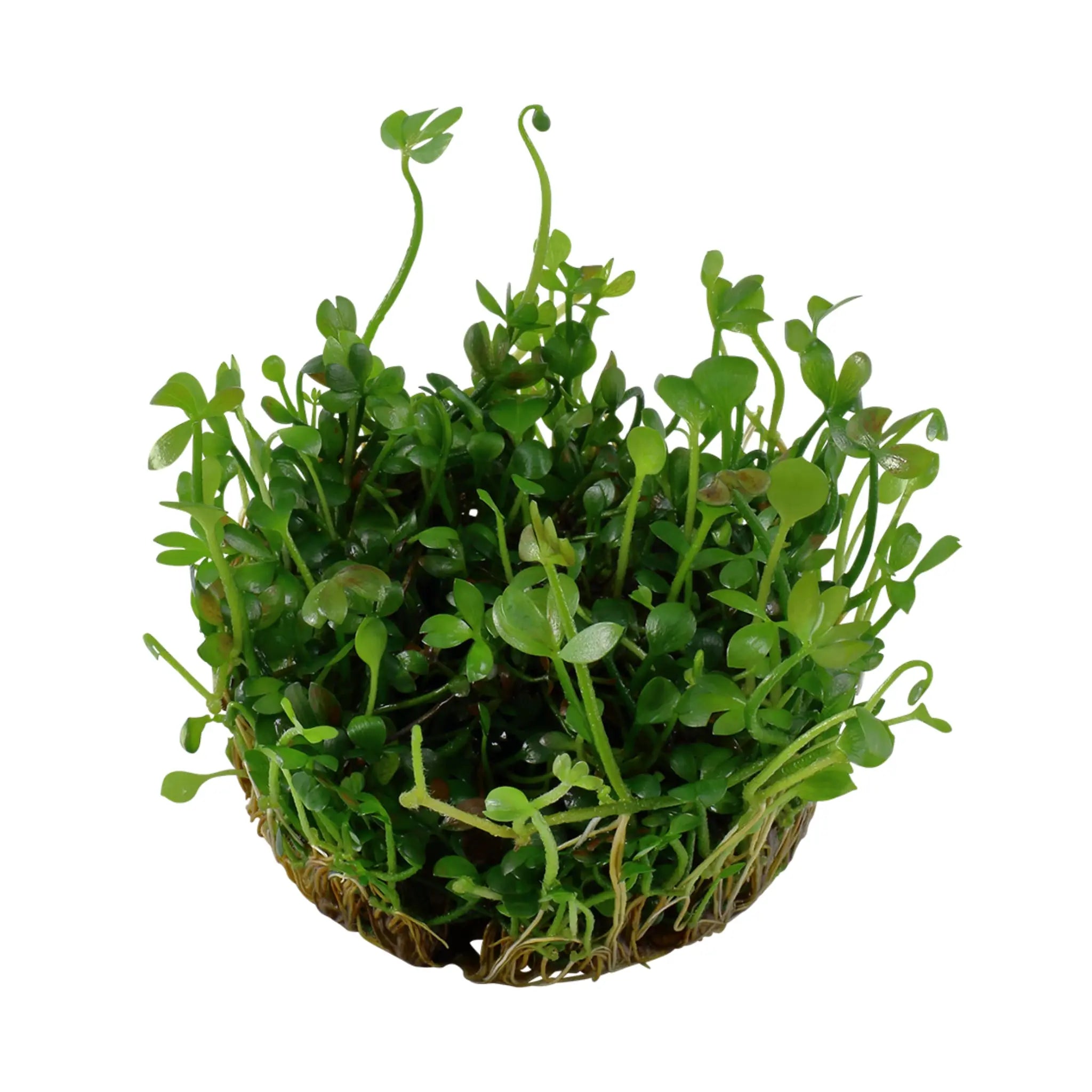 Tropica Marsilea hirsuta 1-2-GROW! - Aqua Essentials