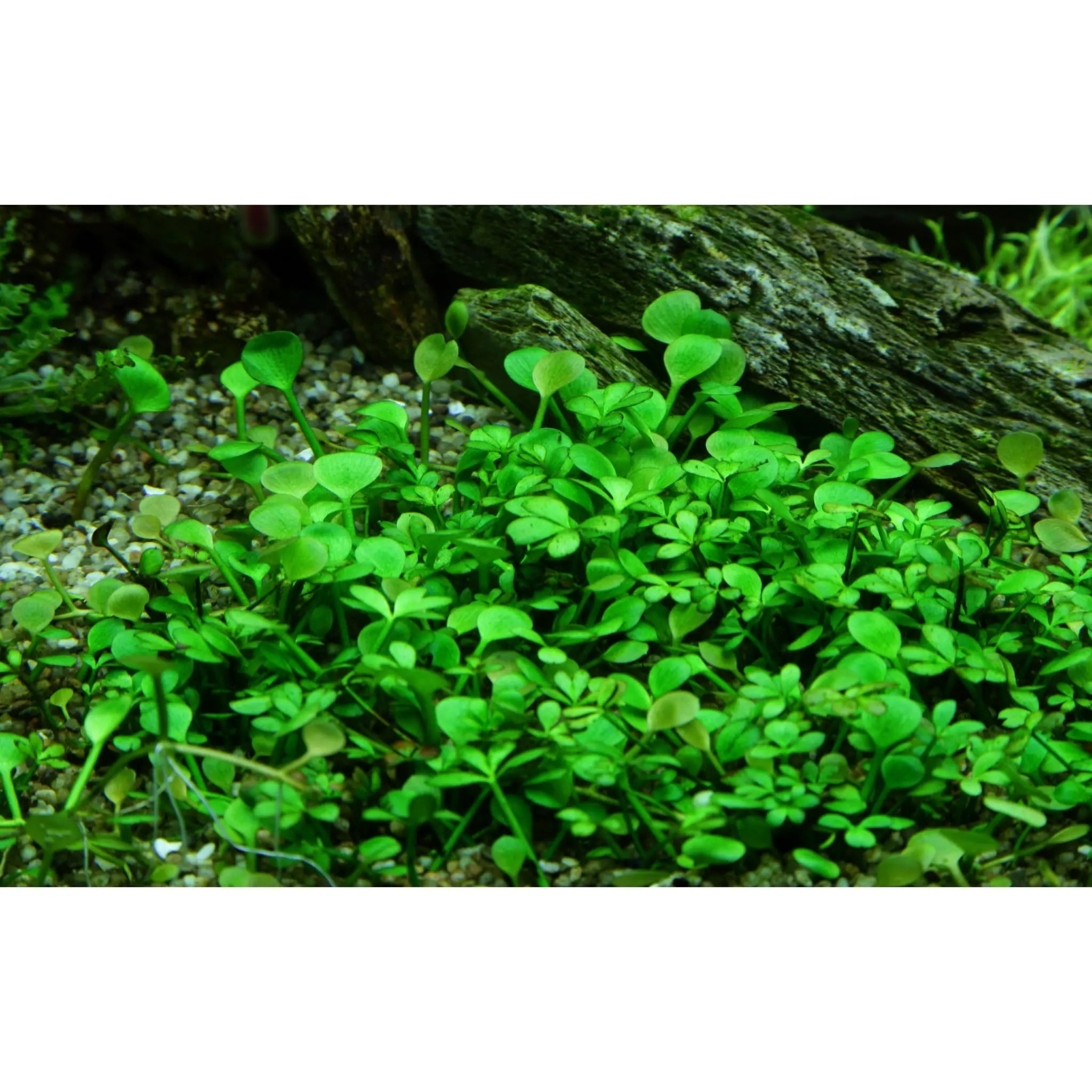 Tropica Marsilea hirsuta 1-2-GROW! - Aqua Essentials